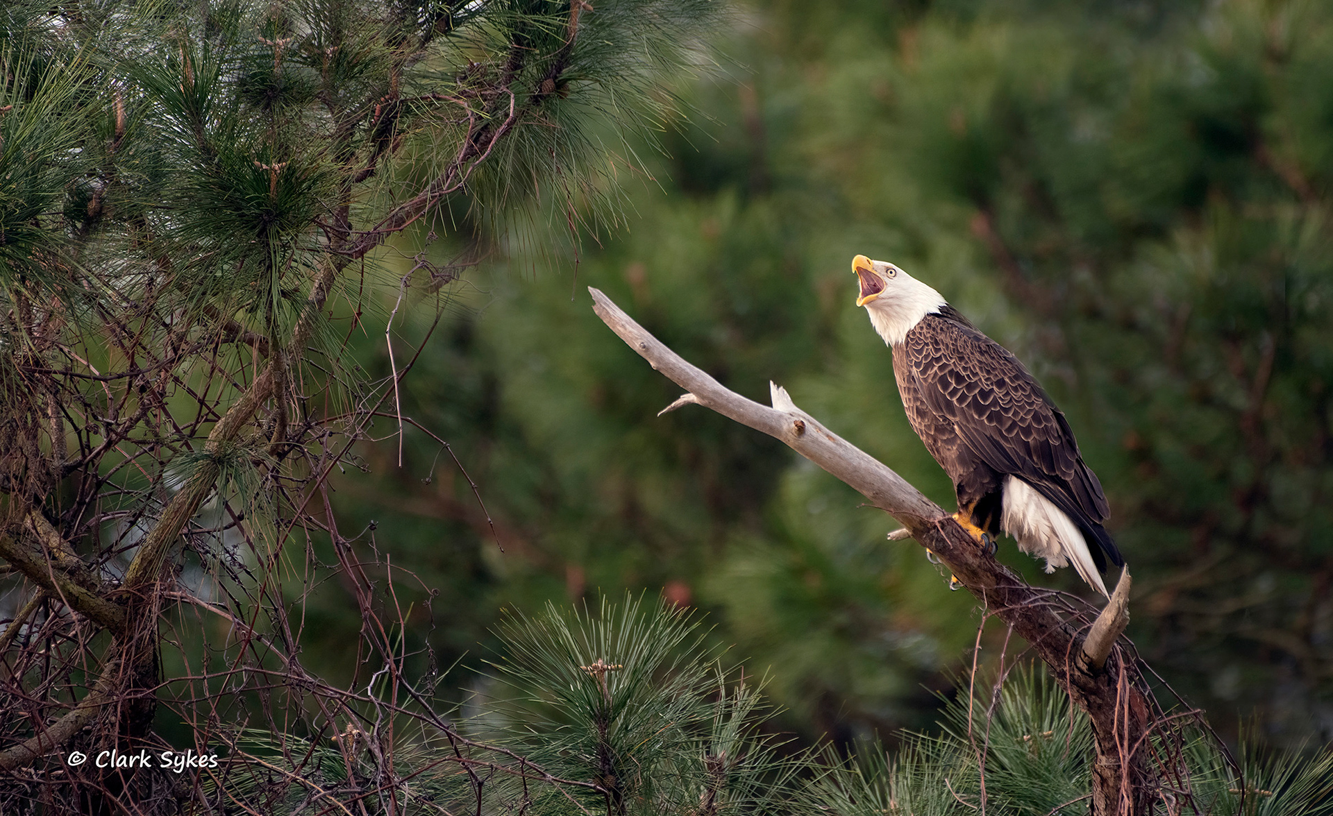 Bald Eagle, Hilton Head Island, South Carolina (Image LC-3)