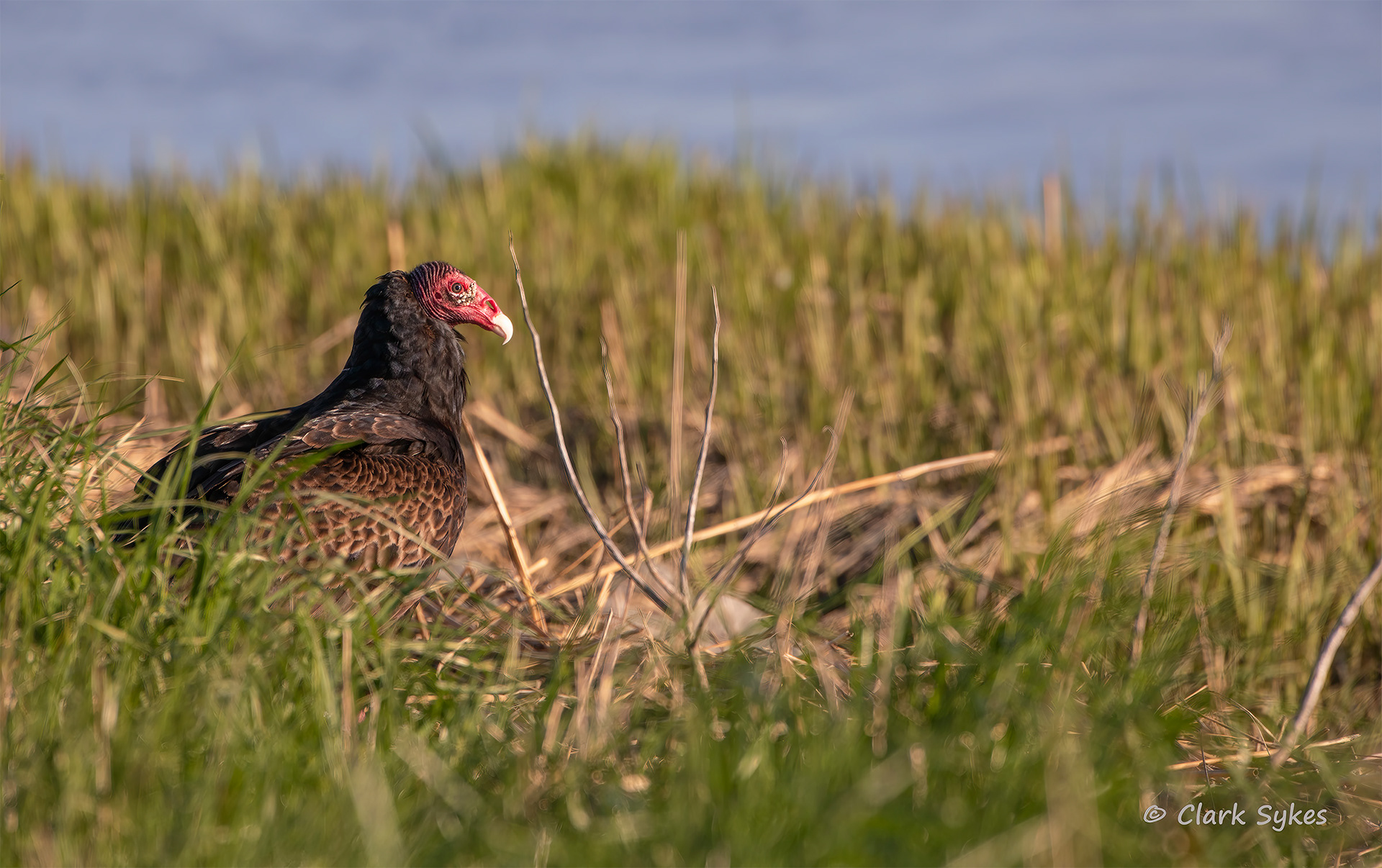 Turkey Vulture, Bombay Hook National Wildlife Refuge, Delaware (Image CH-18)