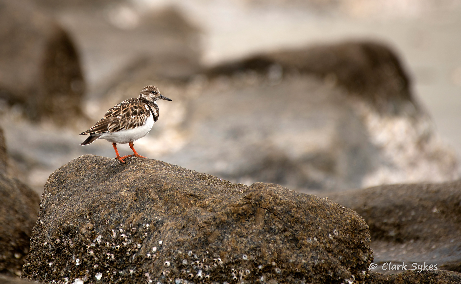 Ruddy Turnstone, Fish Haul Beach, Hilton Head Island, South Carolina (Image LC-23)