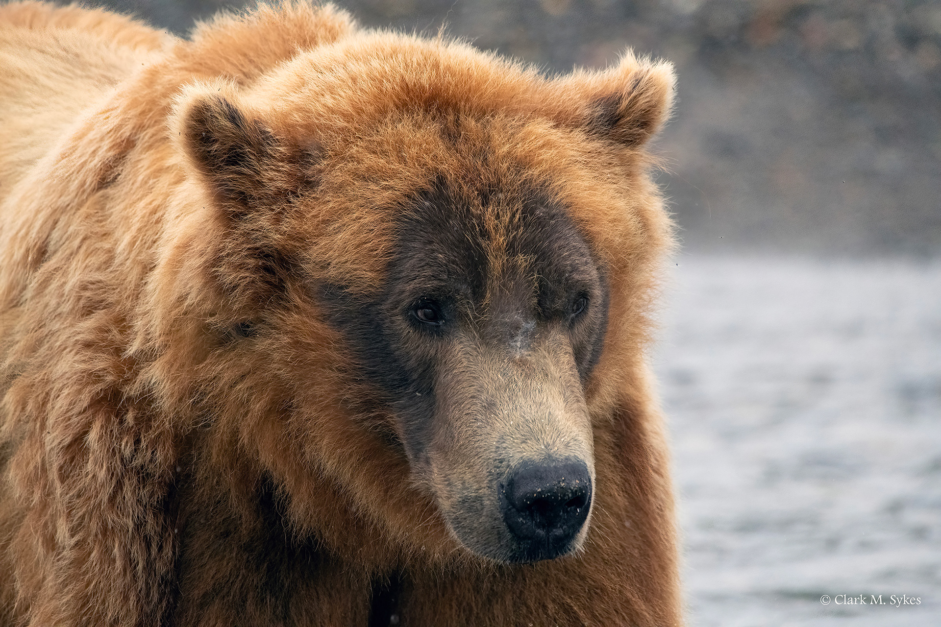 Bear portrait, Katmai, Alaska (Image AK-15)