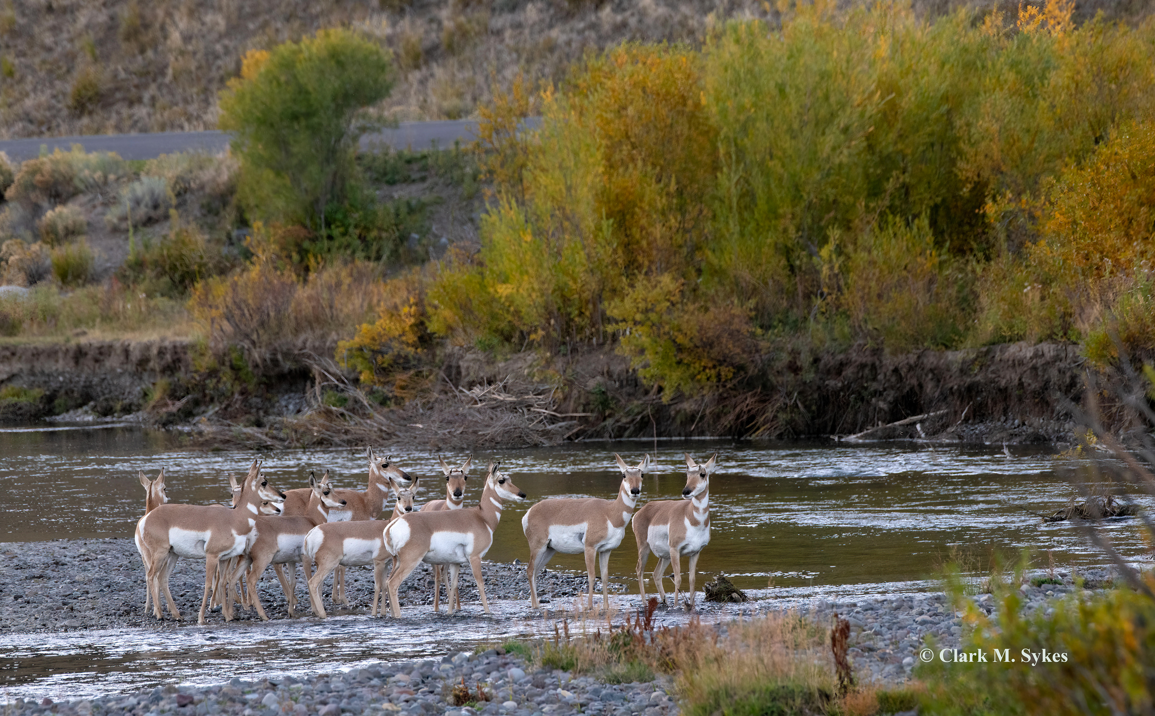 Several evenings along Yellowstone's Soda Butte Creek, I enjoyed this band of pronghorn, presided over by one dominant buck, who kept a watchful eye on his harem, and was quick to round up any strays. In one image, I've tried to convey the amazing speed these animals have (up to 55 mph) - the 2nd fastest land animal in the world (after the cheetah).