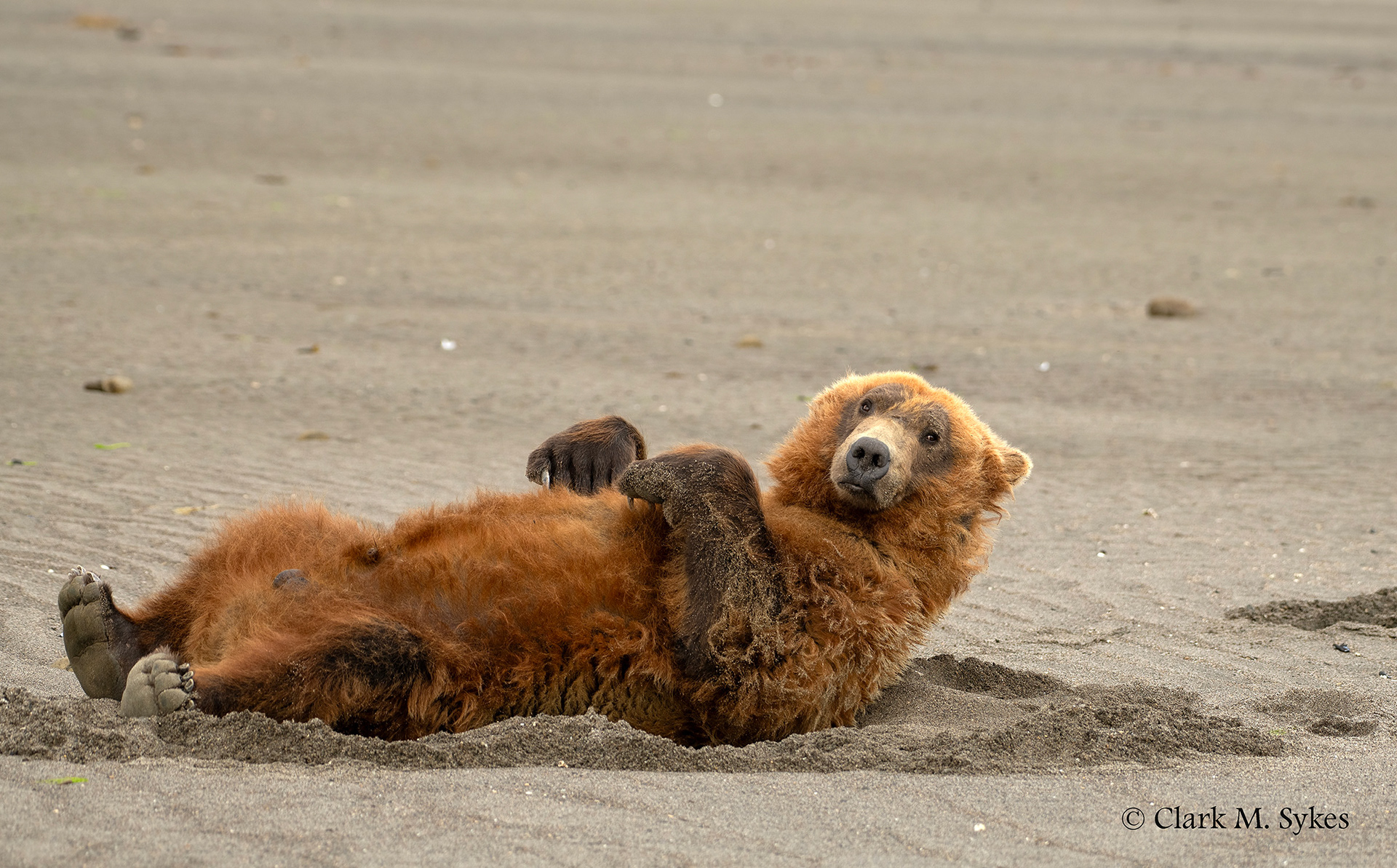 Who the heck are you? Katmai, Alaska (Image AK-13)