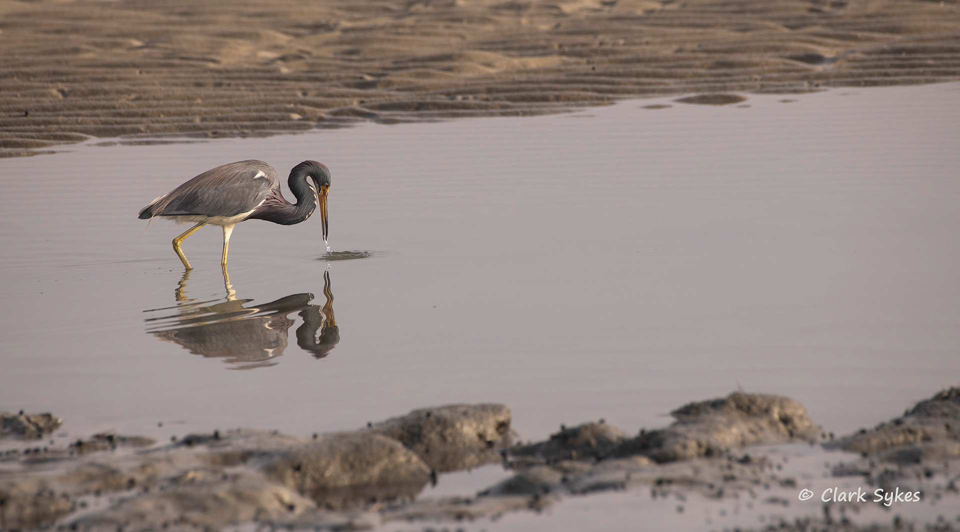 Tricolored Heron, Fish Haul Beach, Hilton Head Island, South Carolina (Image LC-29)