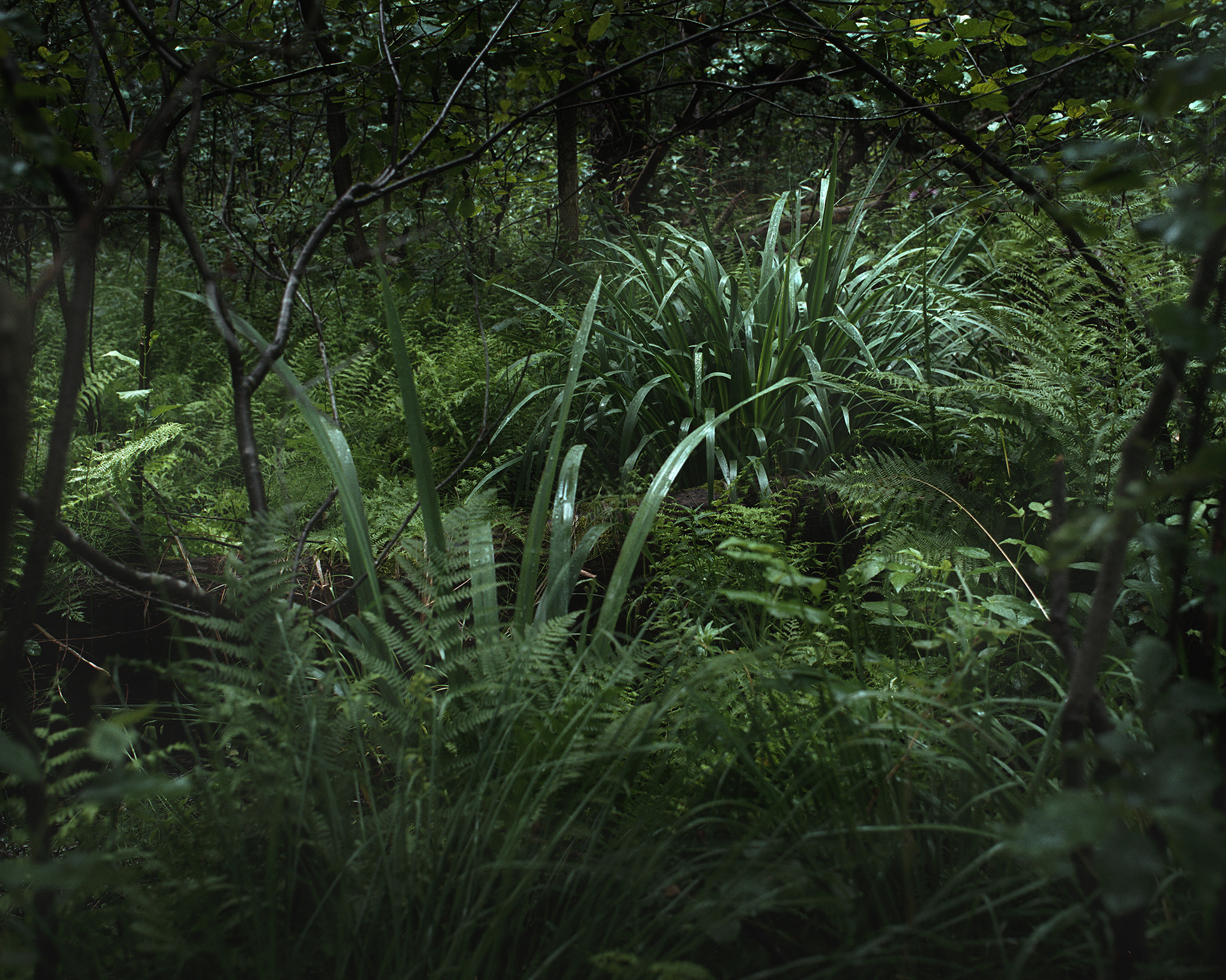 Archival pigment print 