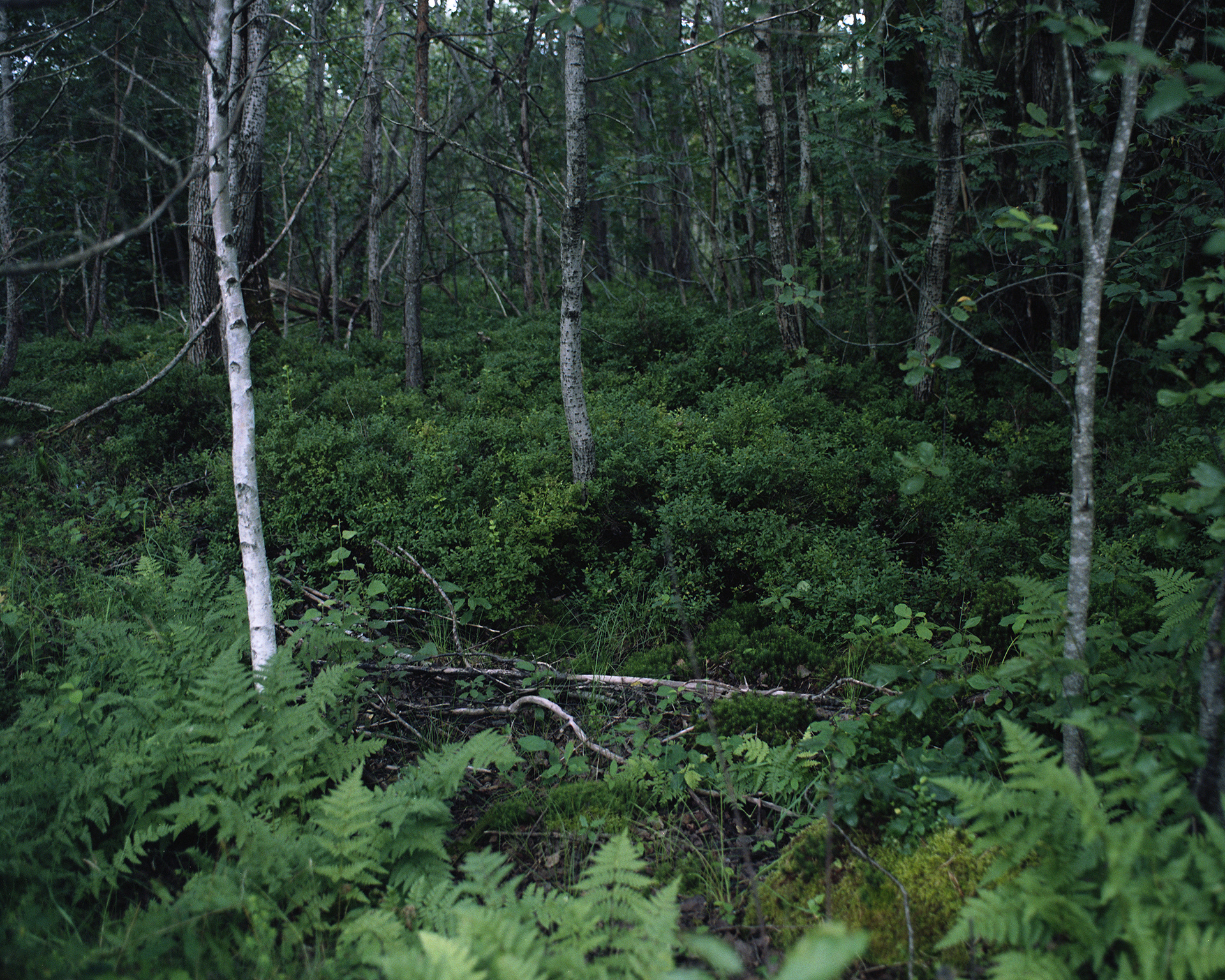 Archival pigment print 