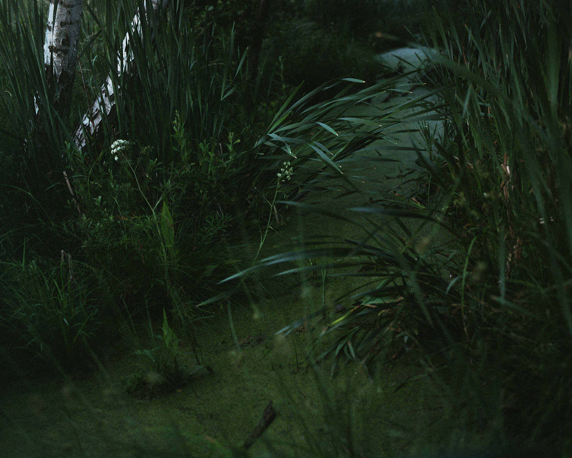 Poleski Park Narodowy, Archival pigment print