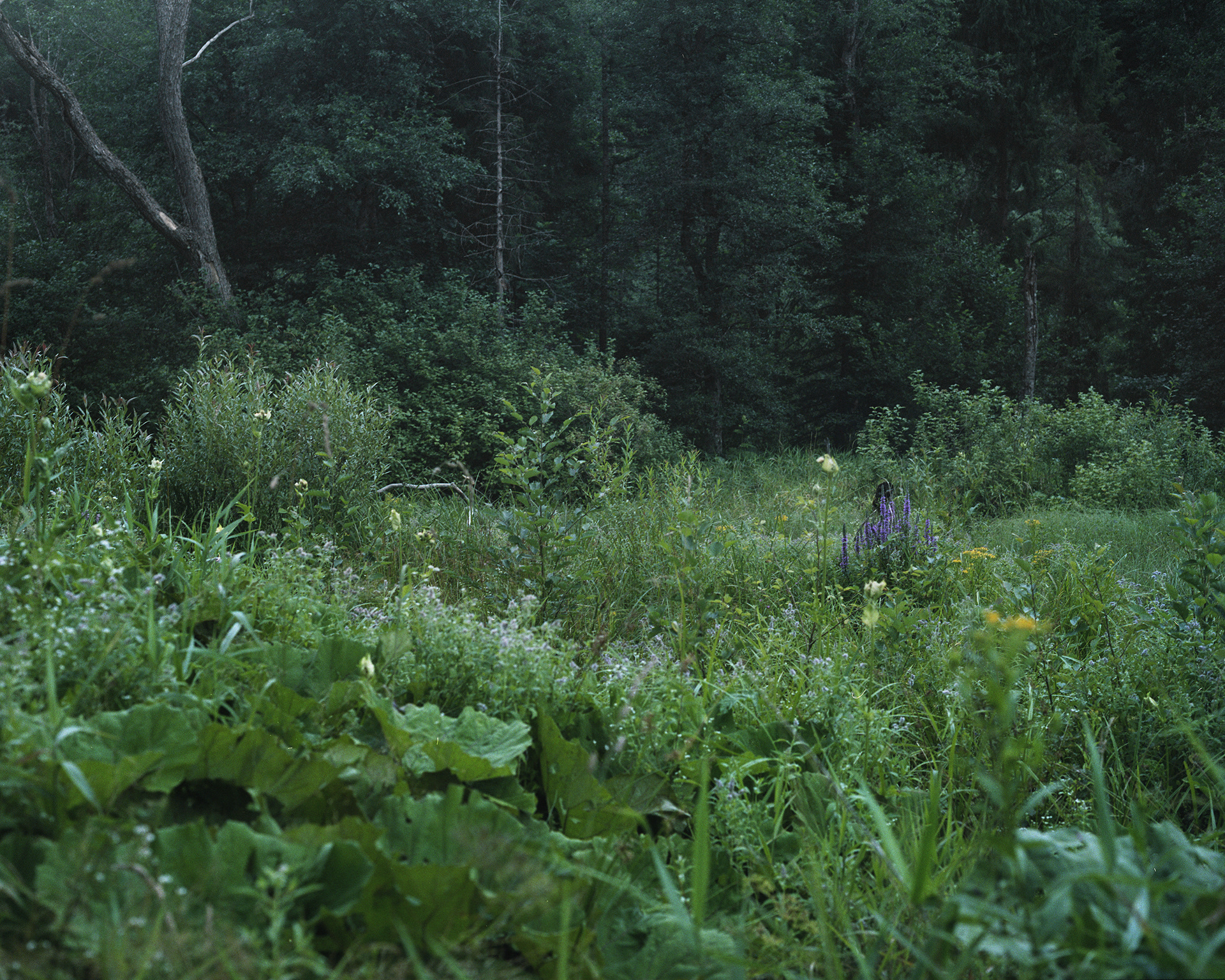 Archival pigment print 