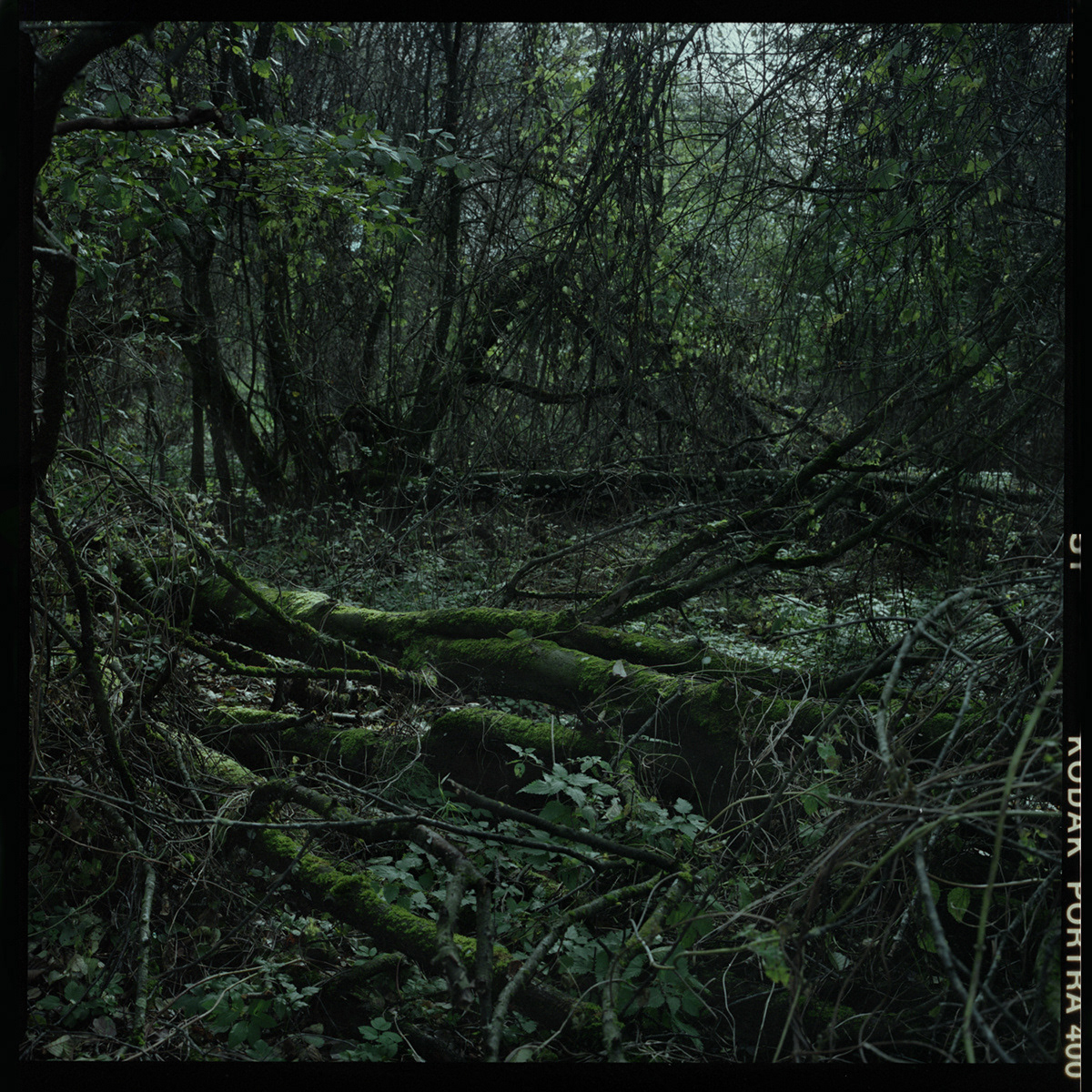 Wigierski Park Narodowy, Archival pigment print