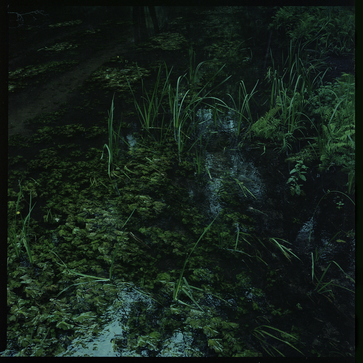 🔶 Wigierski Park Narodowy, Archival pigment print