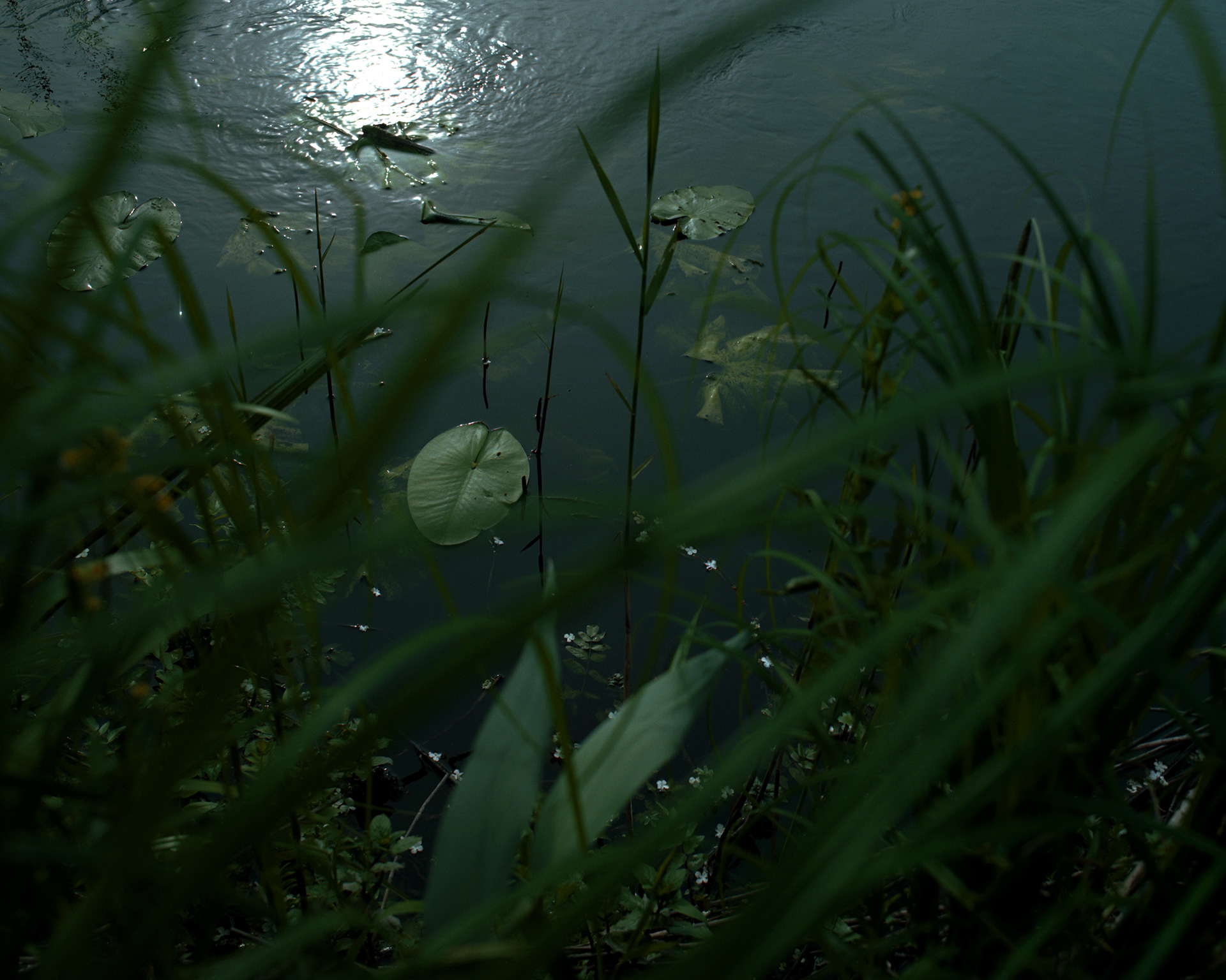Archival pigment print