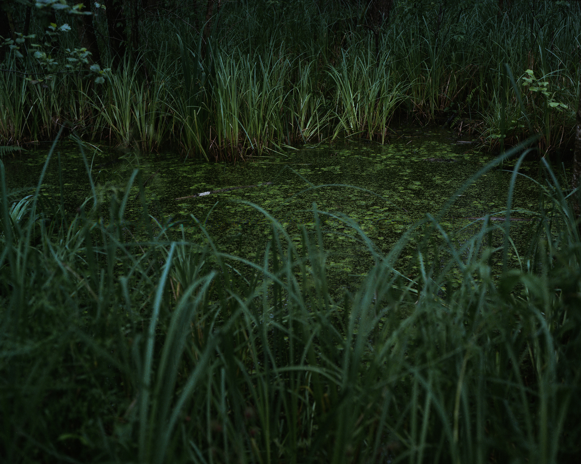 Poleski Park Narodowy, Archival pigment print