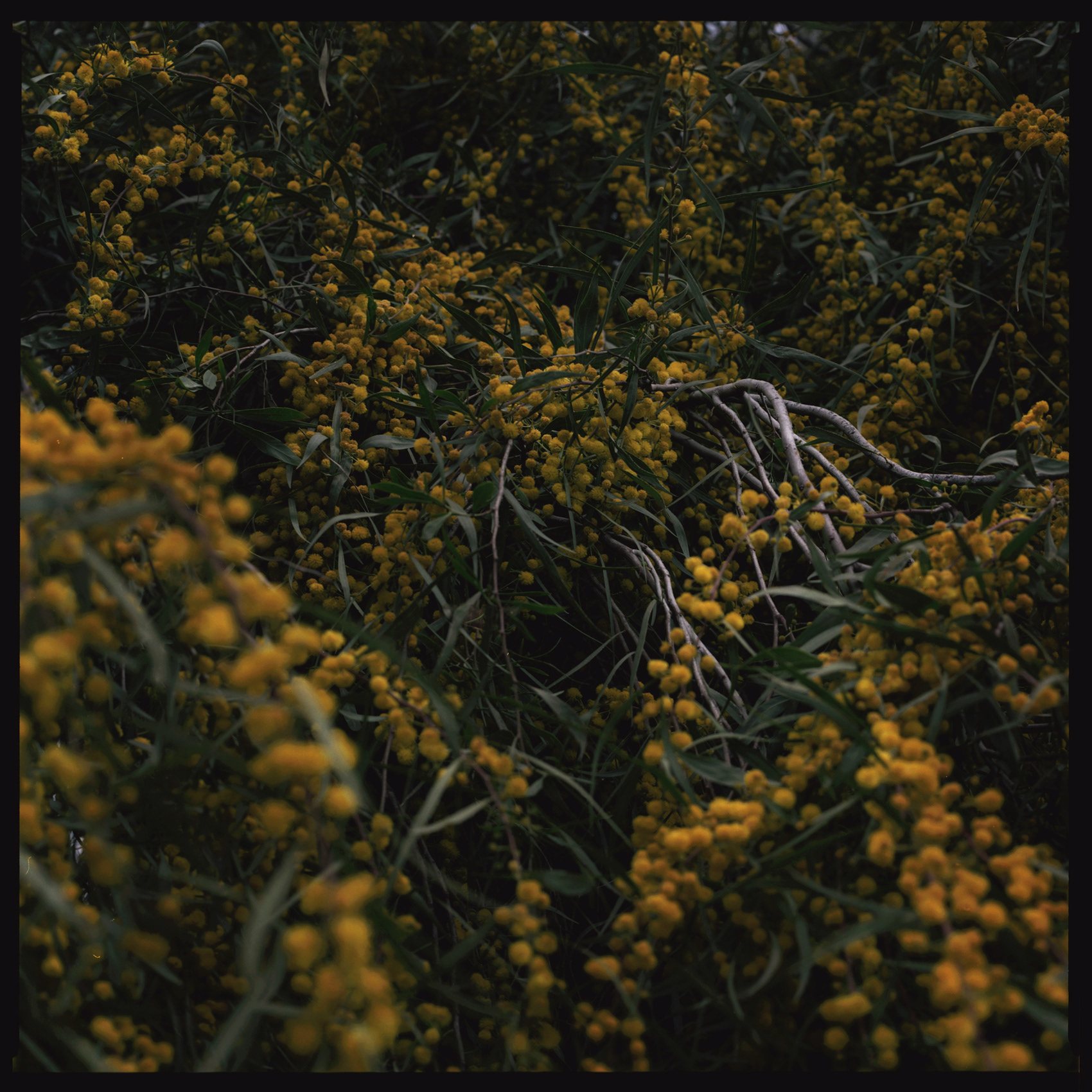 Cyprus, archival pigment print