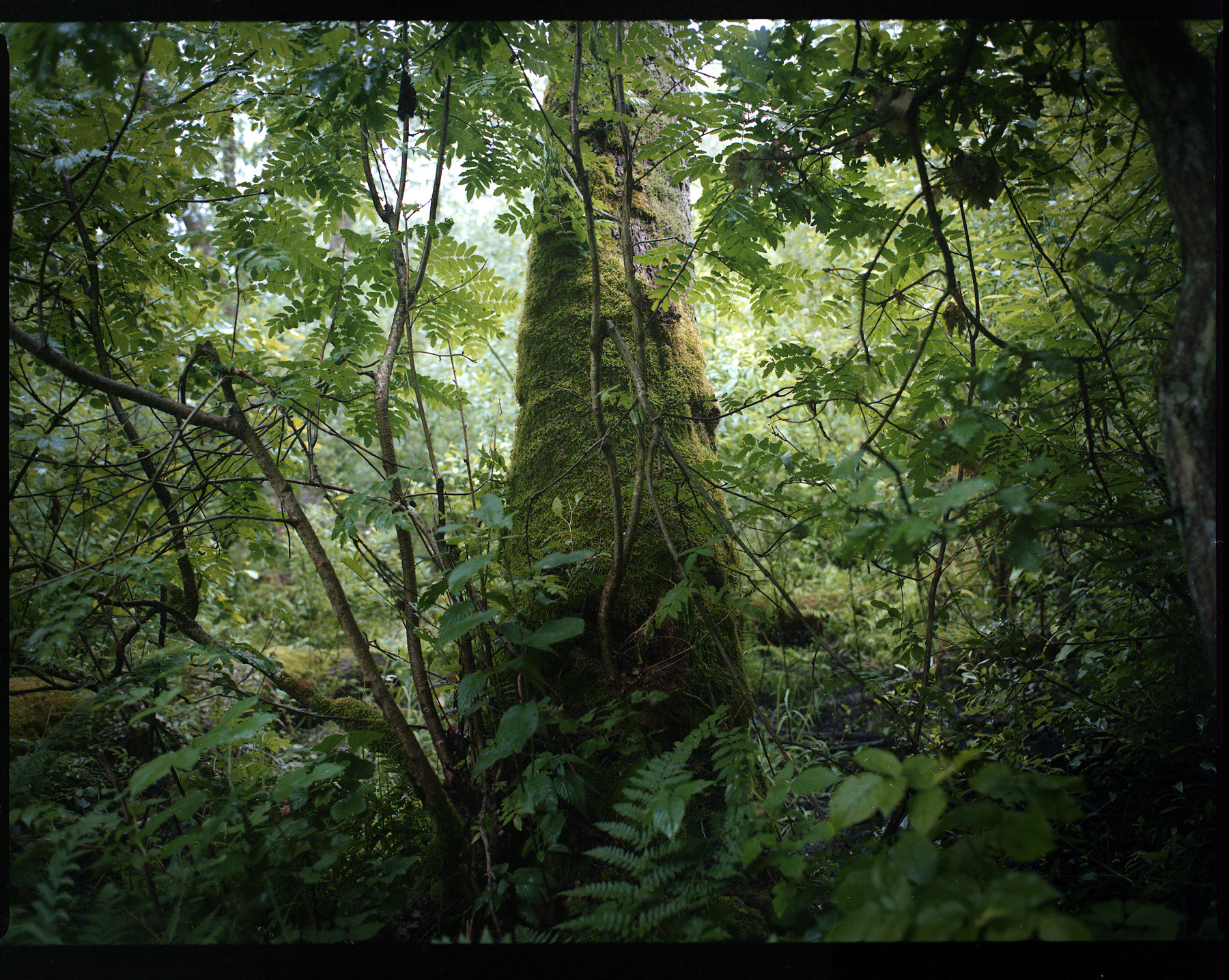Archival pigment print