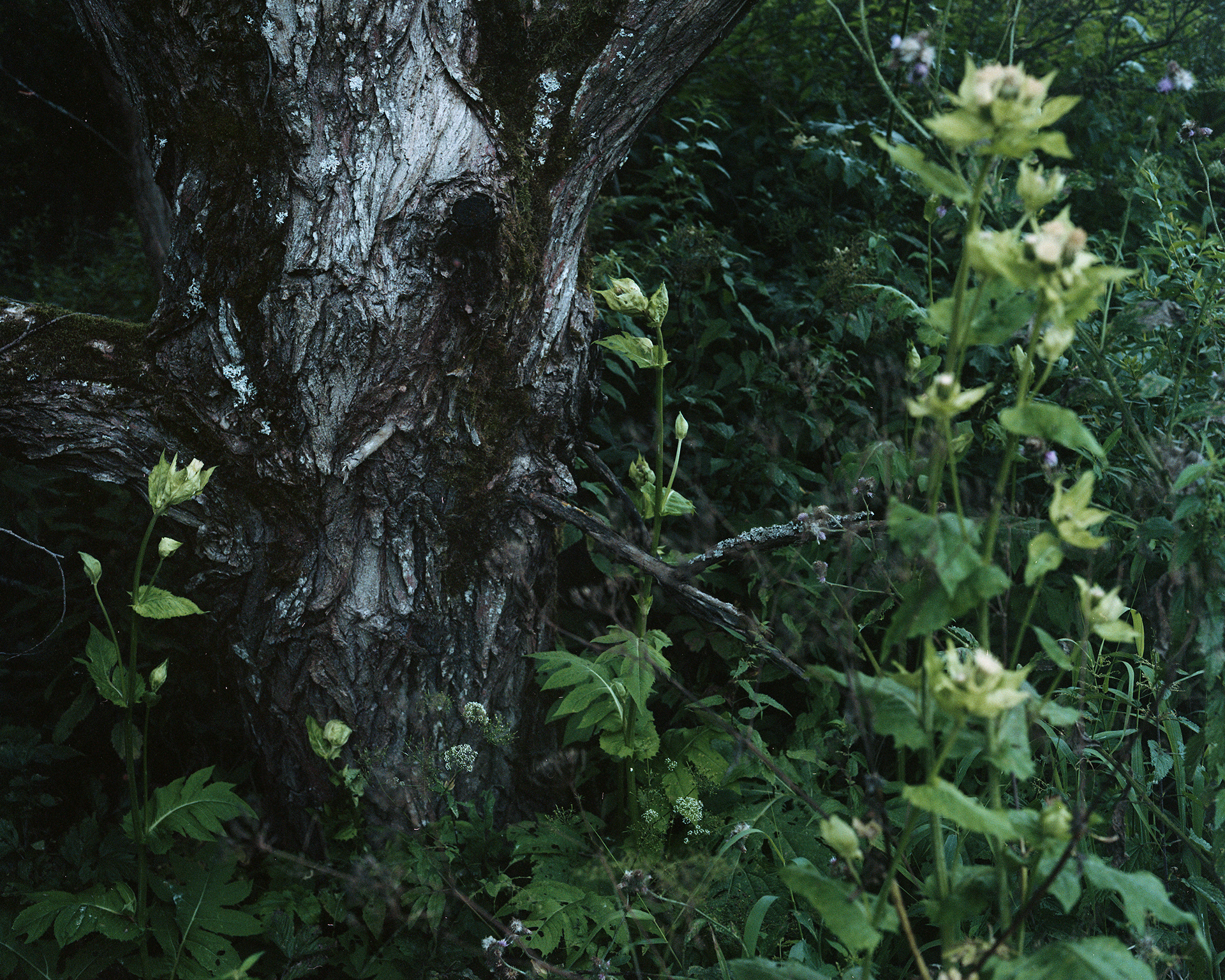 Archival pigment print