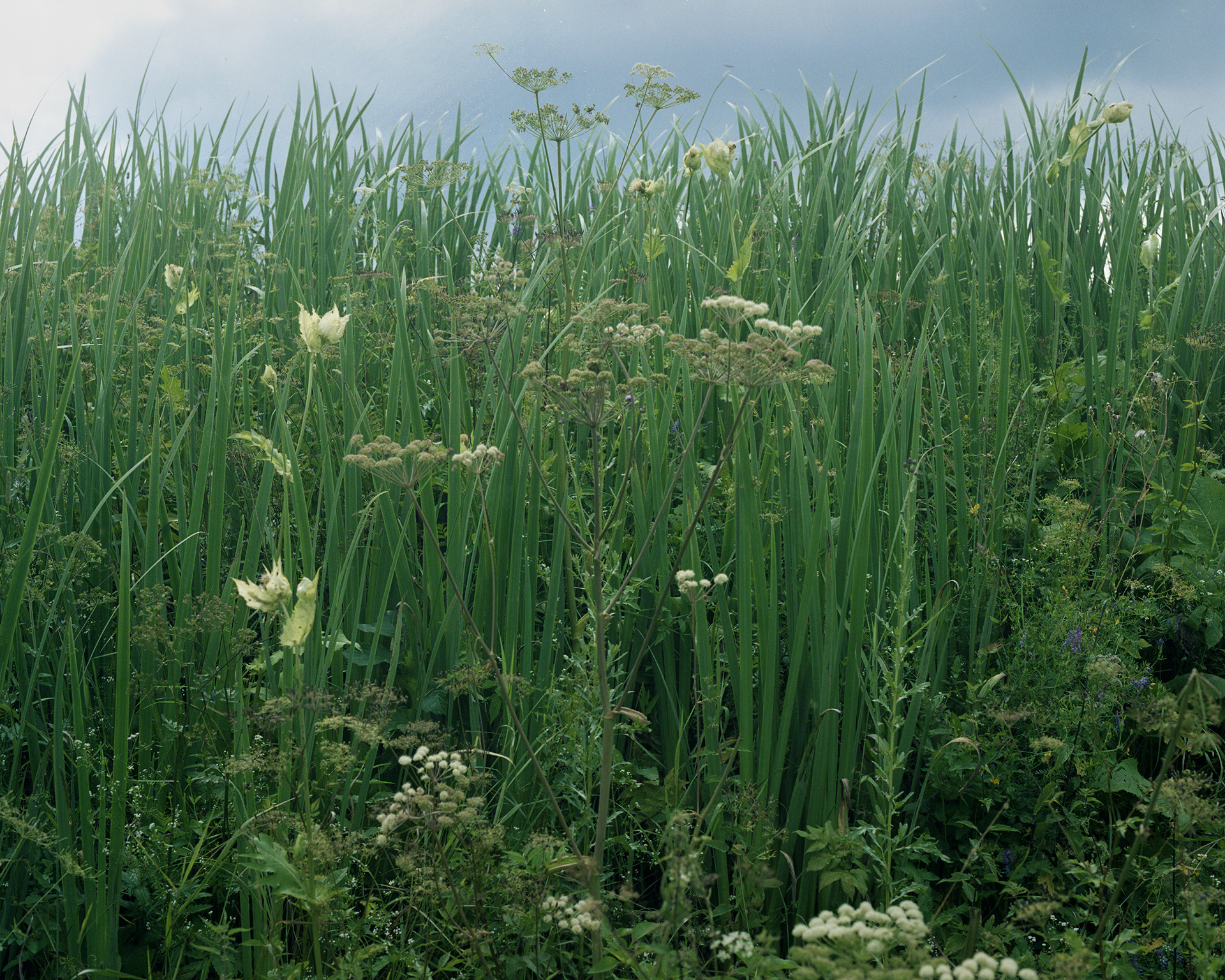 Archival pigment print 