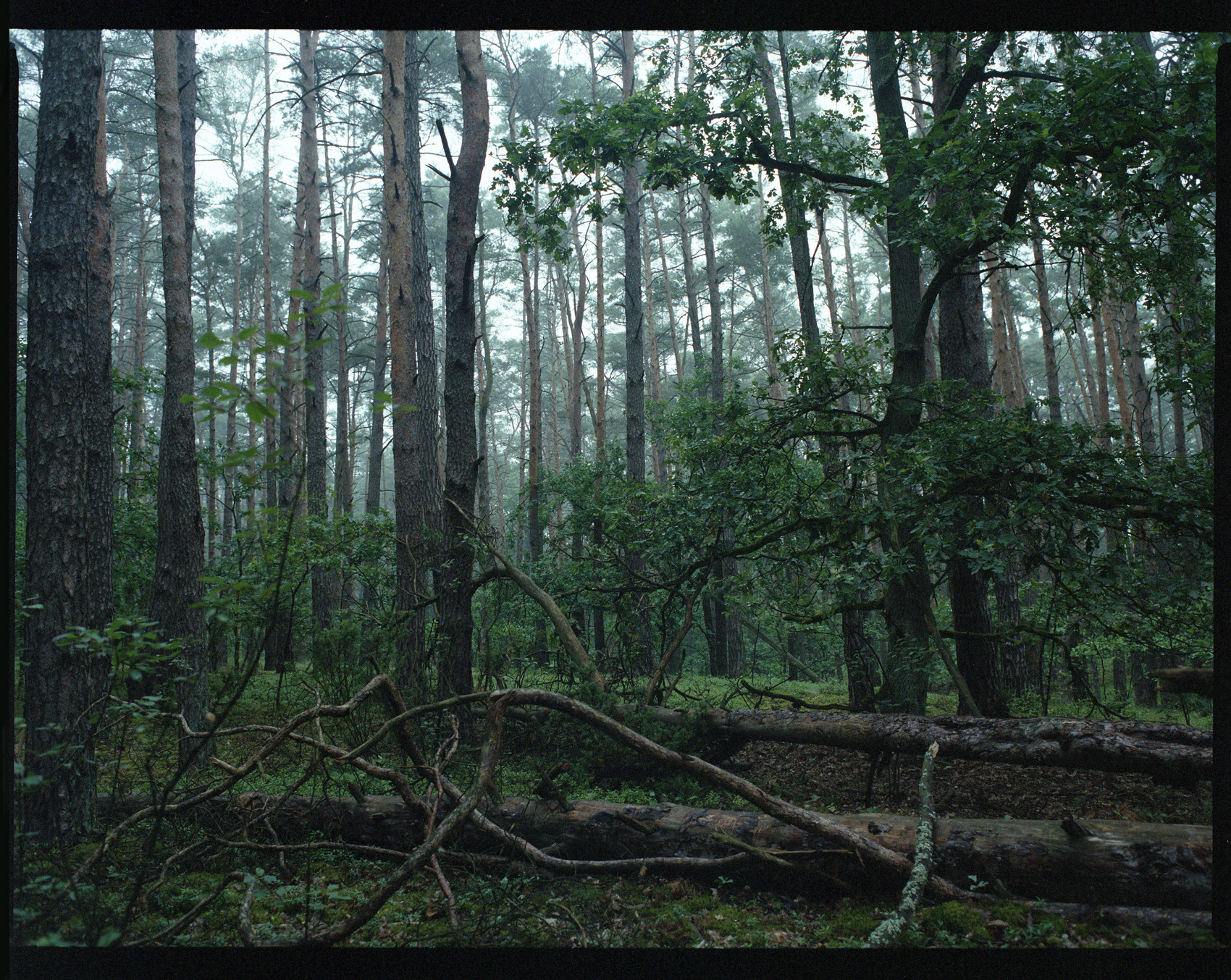 Kampinoski Park Narodowy, Archival pigment print