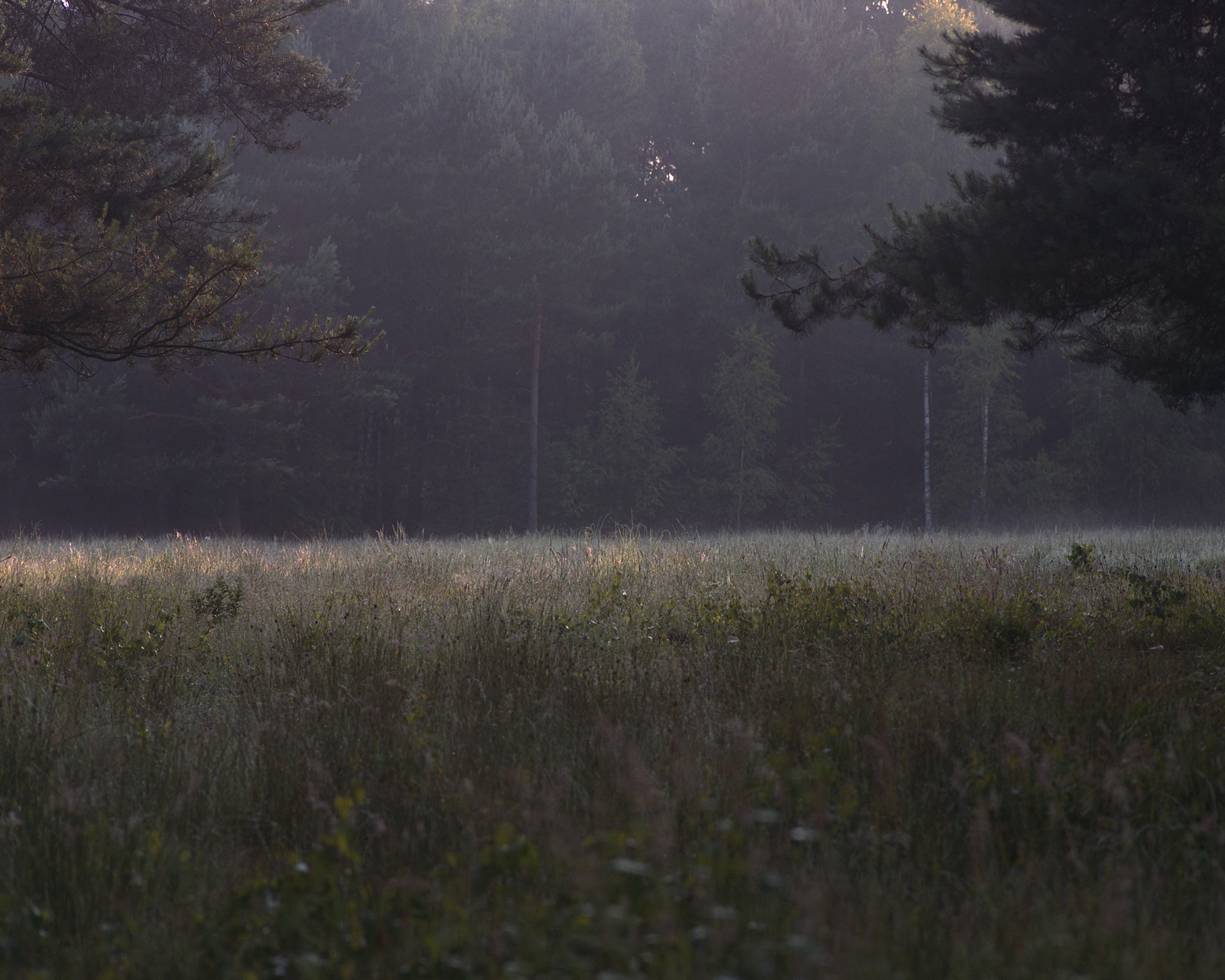 Poleski Park Narodowy, Archival pigment print