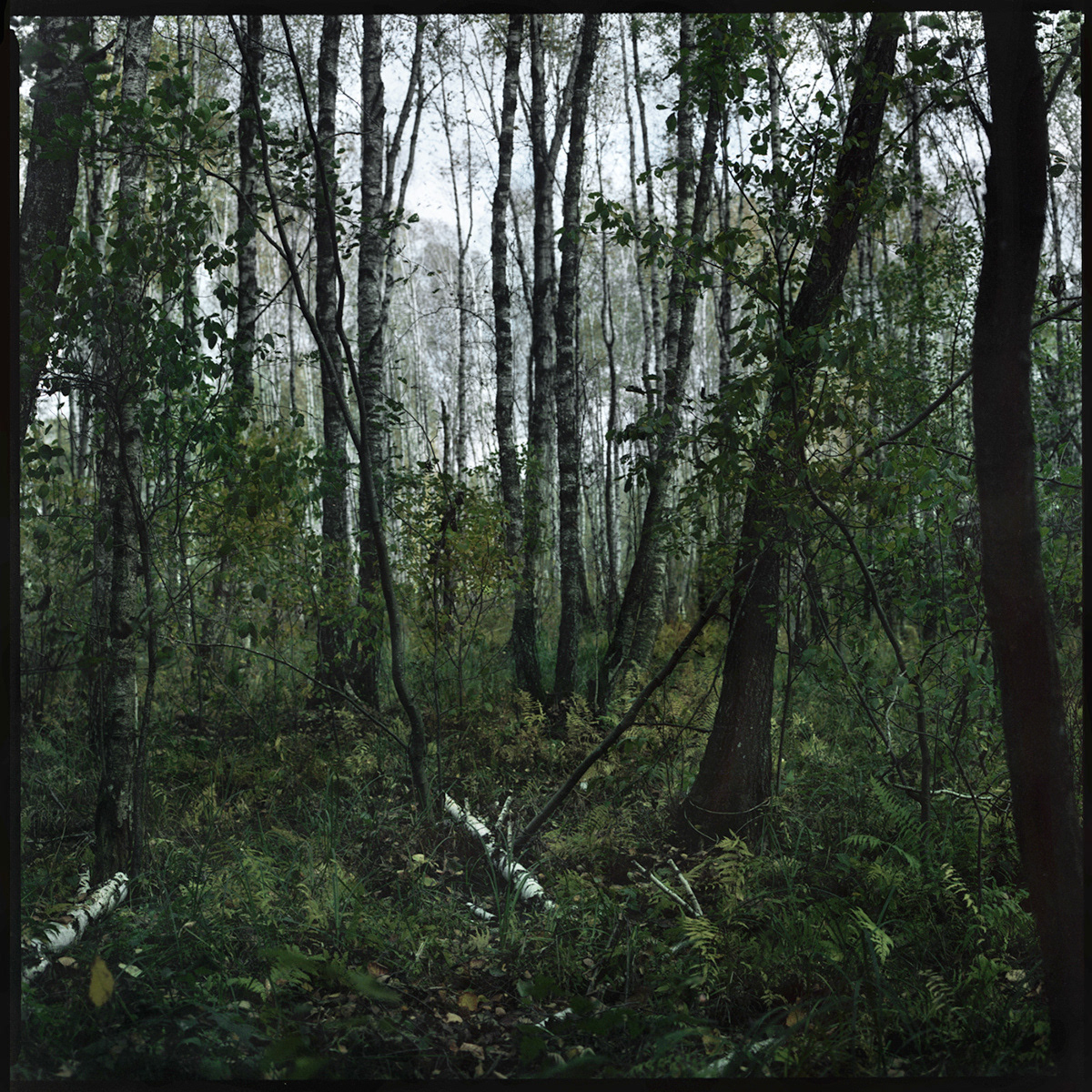 Wigierski Park Narodowy, Archival pigment print