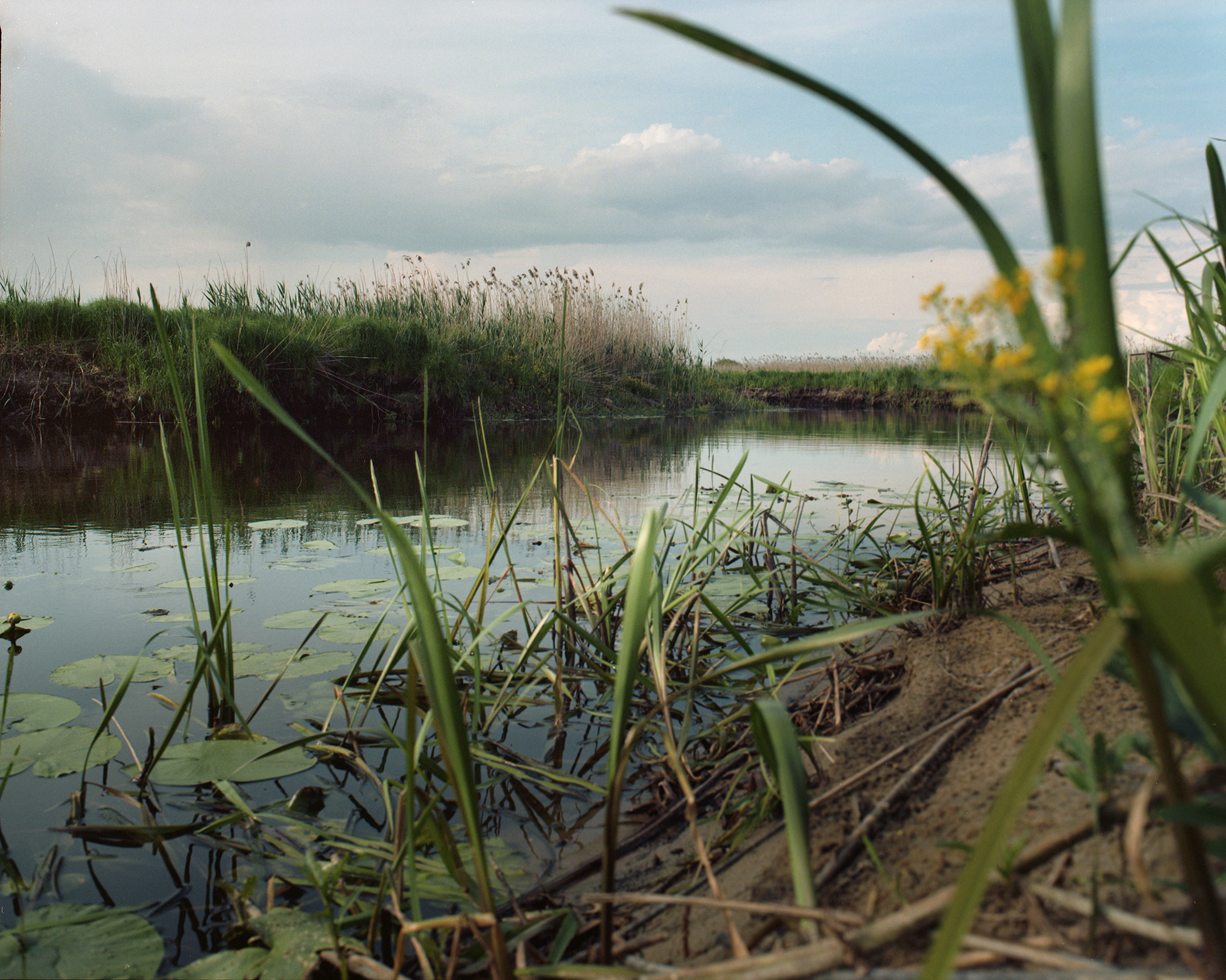 Narwiański Park Narodowy, Archival pigment print