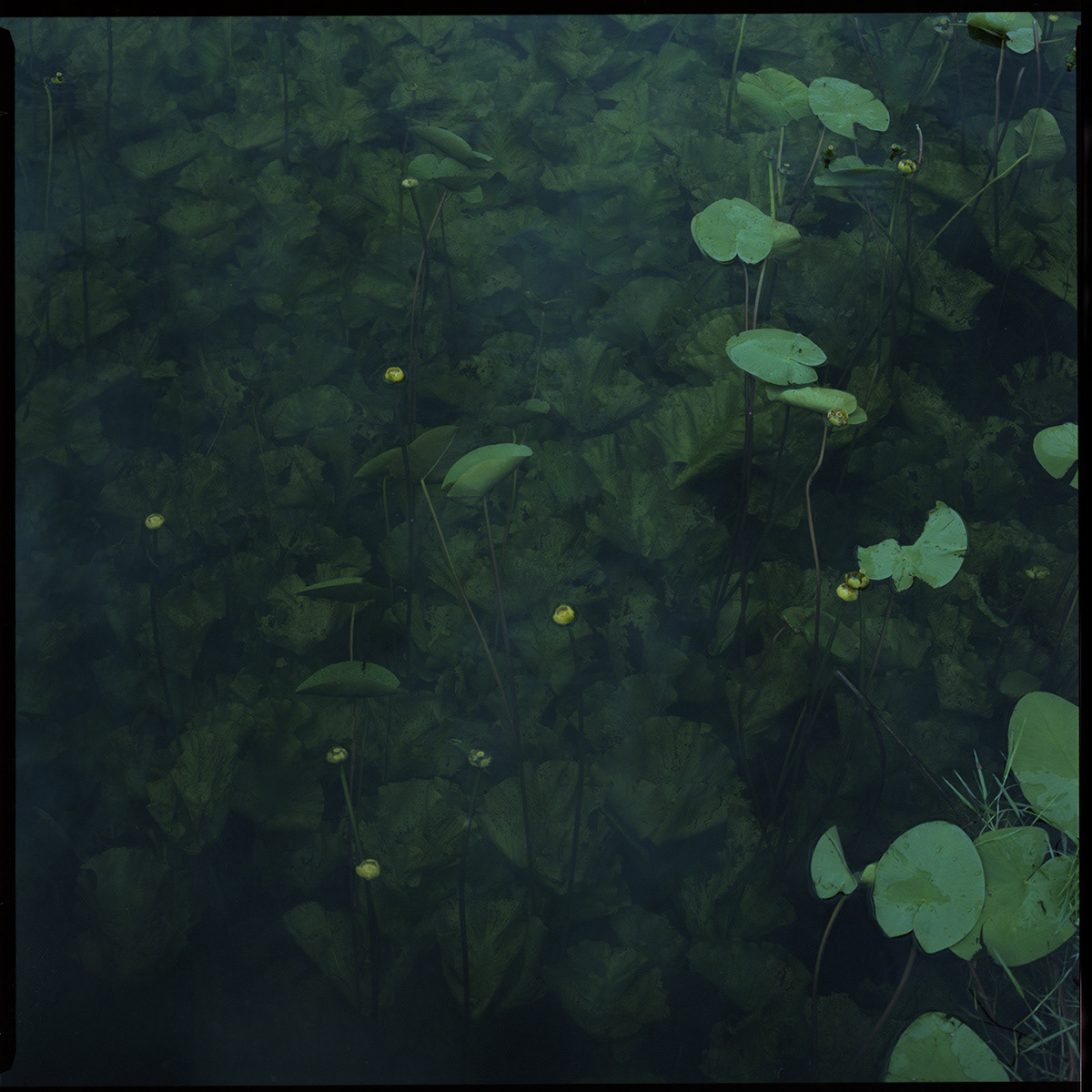 🔶 Wigierski Park Narodowy, Archival pigment print