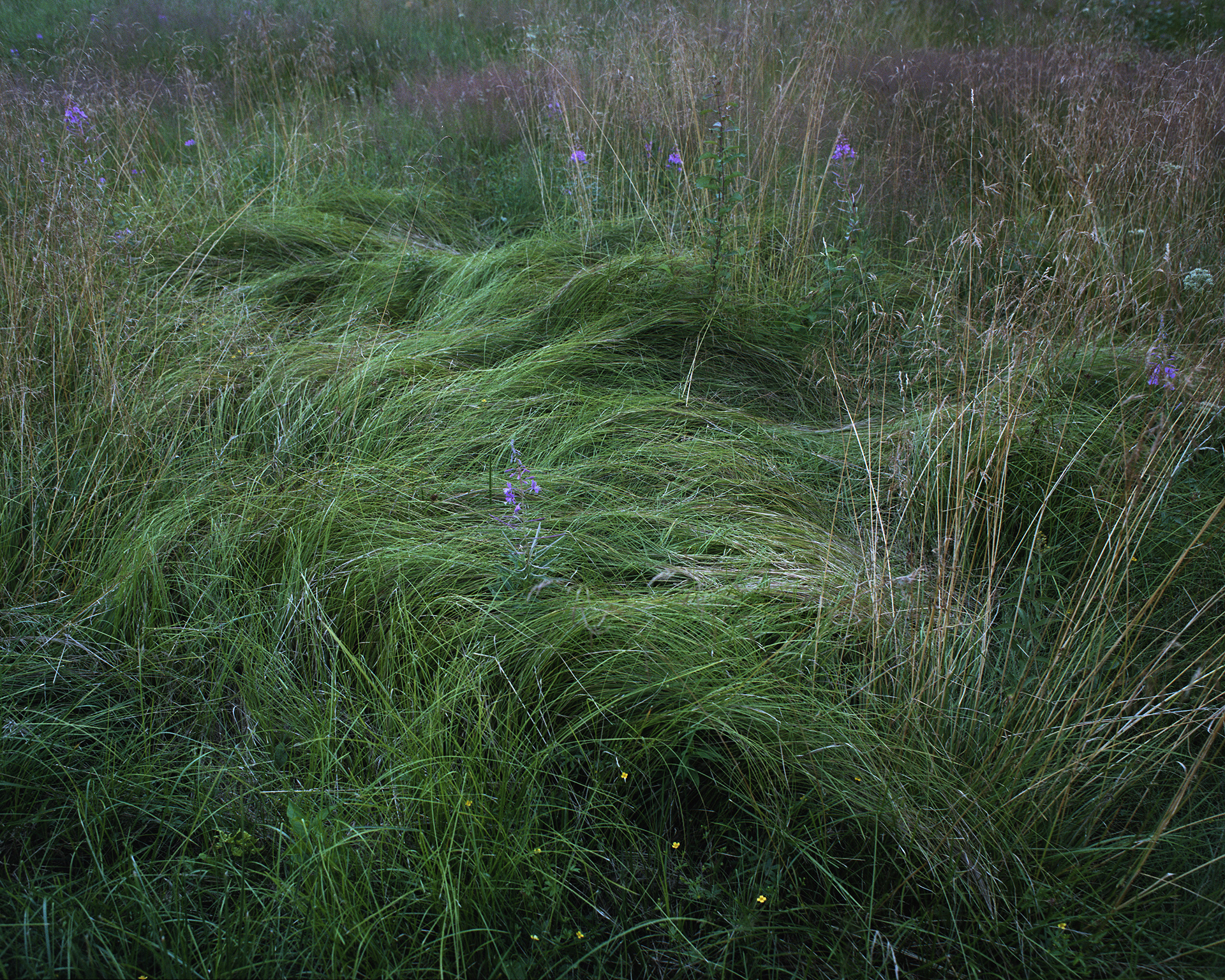 Bieszczadzki Park Narodowy, Archival pigment print