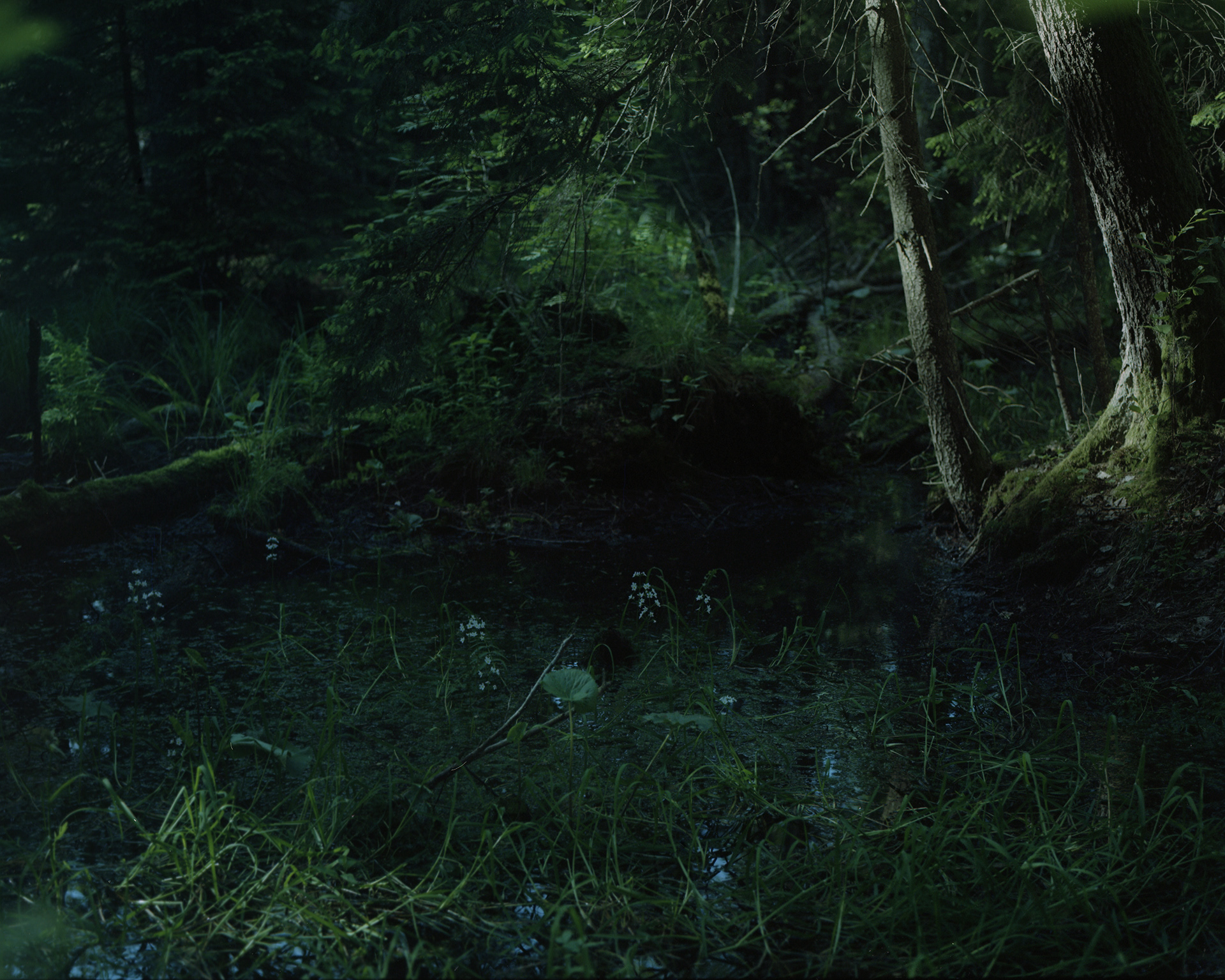 Biebrzański Park Narodowy, Archival pigment print