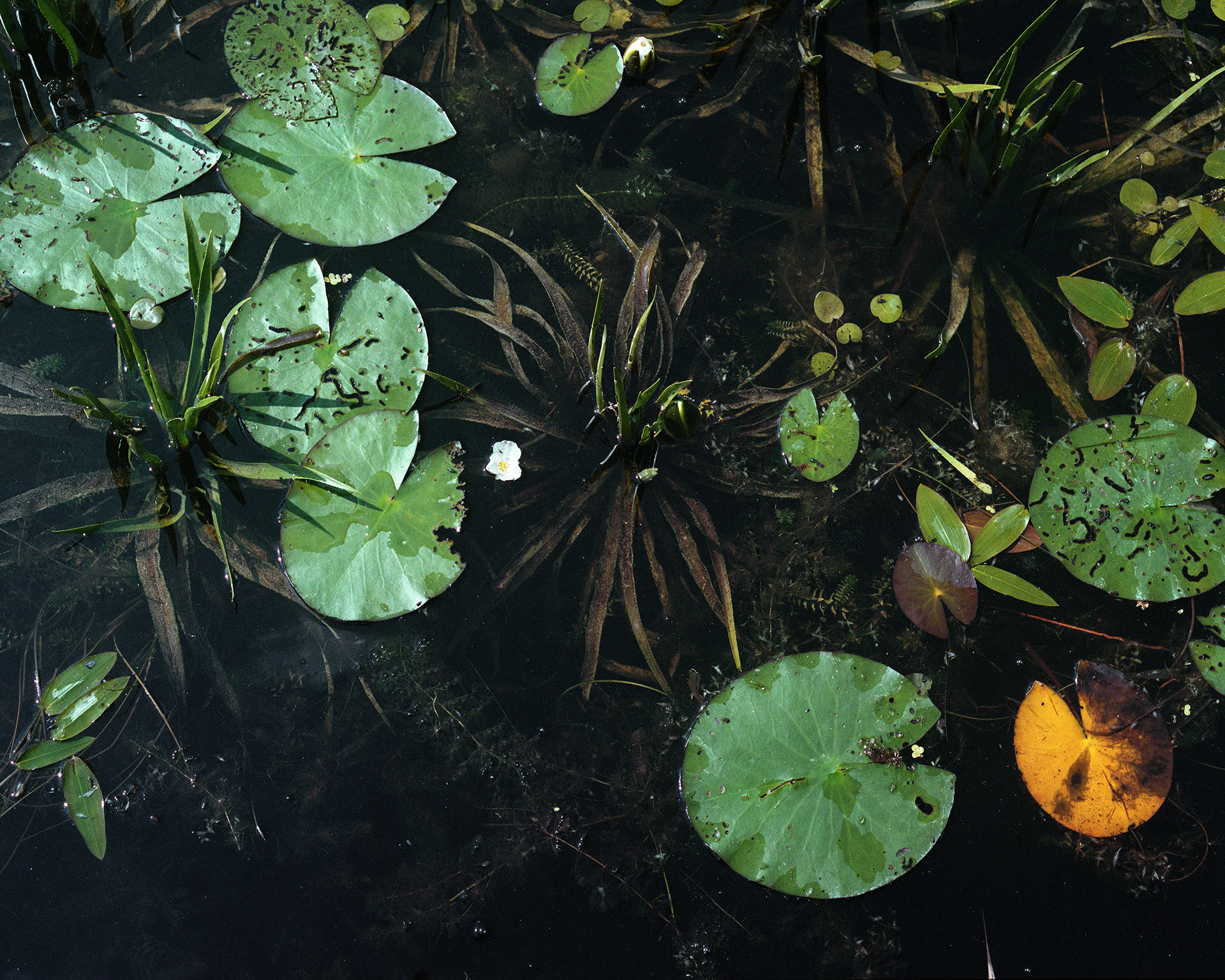 🔶 Archival pigment print  