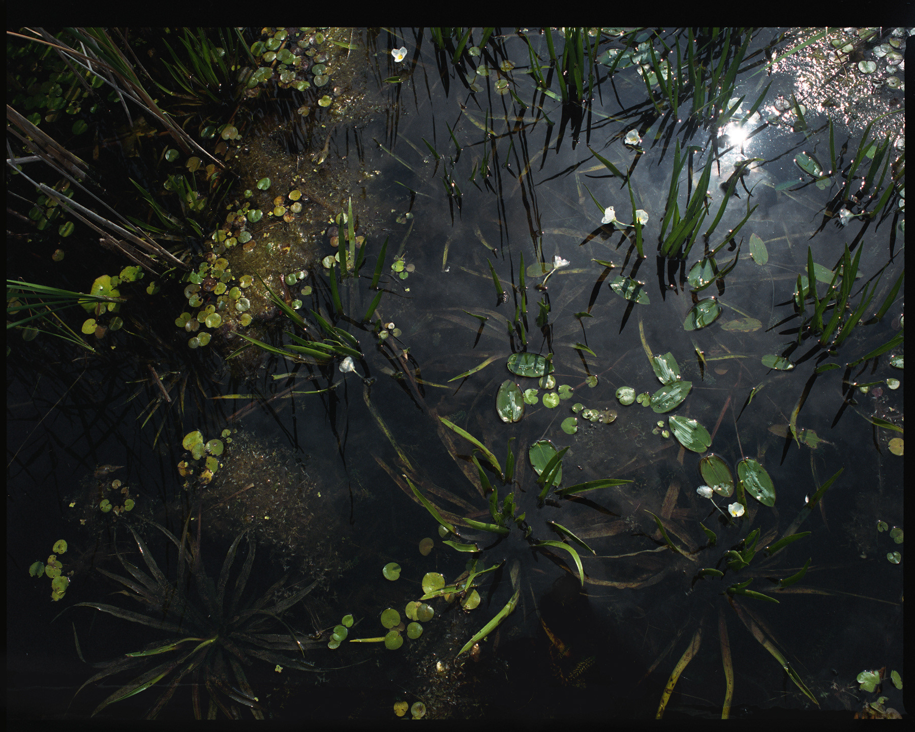 Poleski Park Narodowy, Archival pigment print