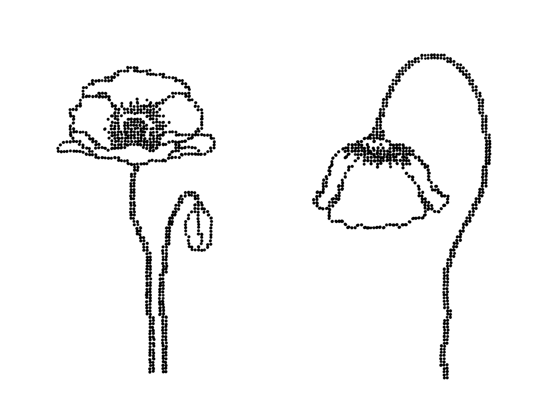 my poppy