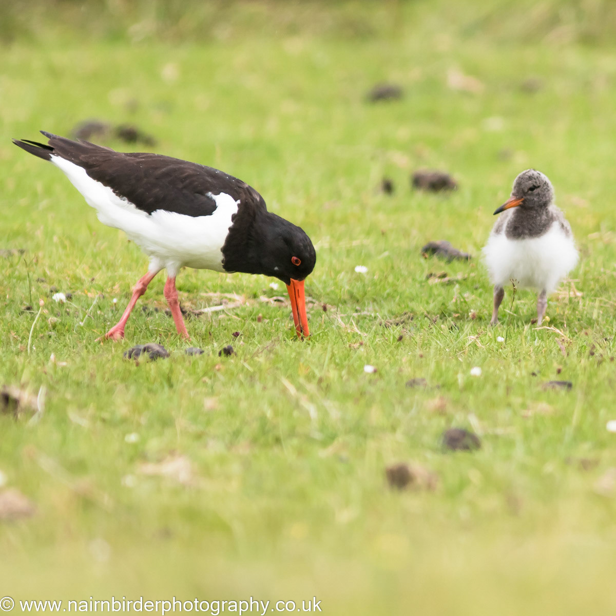 Oystercatcher and chick on Mull
