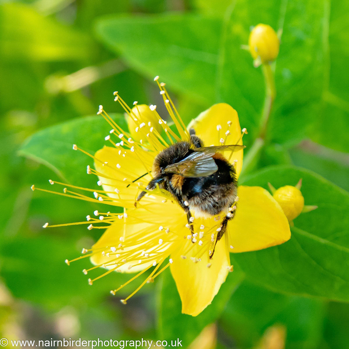 Bumblebee in Nairn Garden