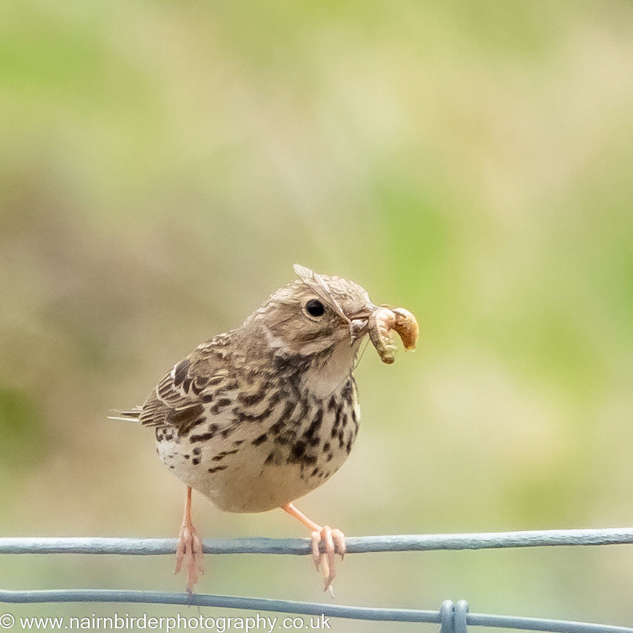 Meadow Pipit at Lochindorb