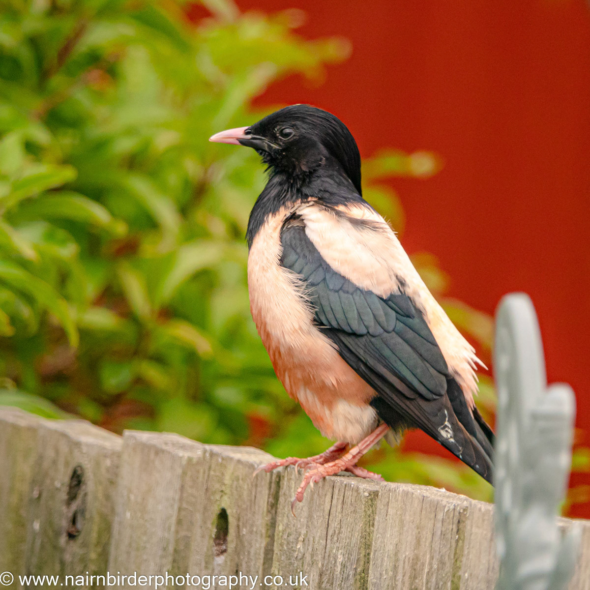 Rose Starling in a Nairn garden