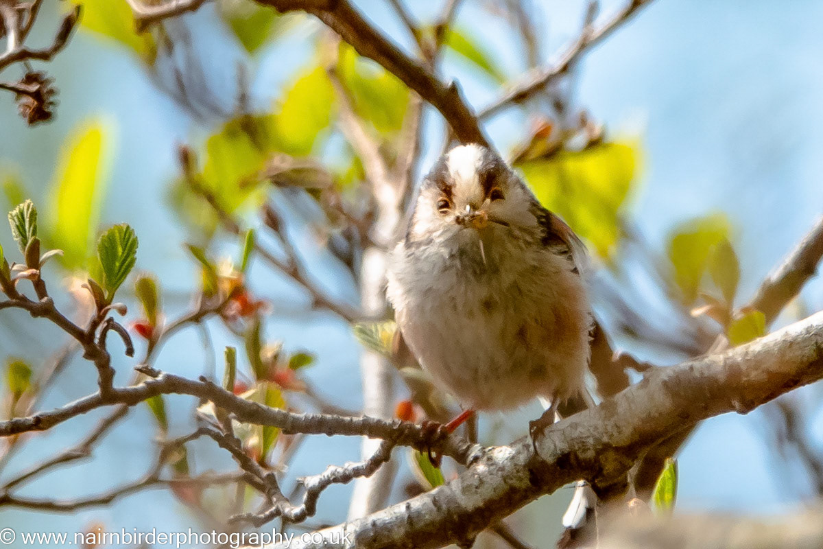 Long-tailed Tit along the River Nairn