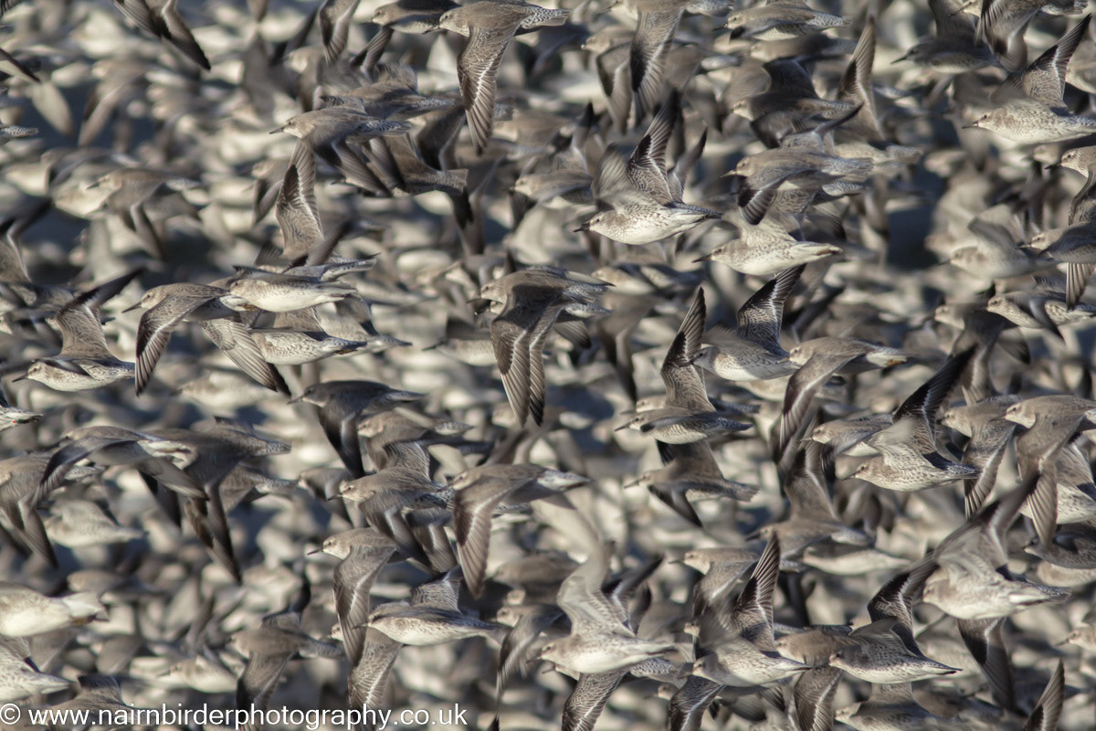 Knot flocking at Nairn