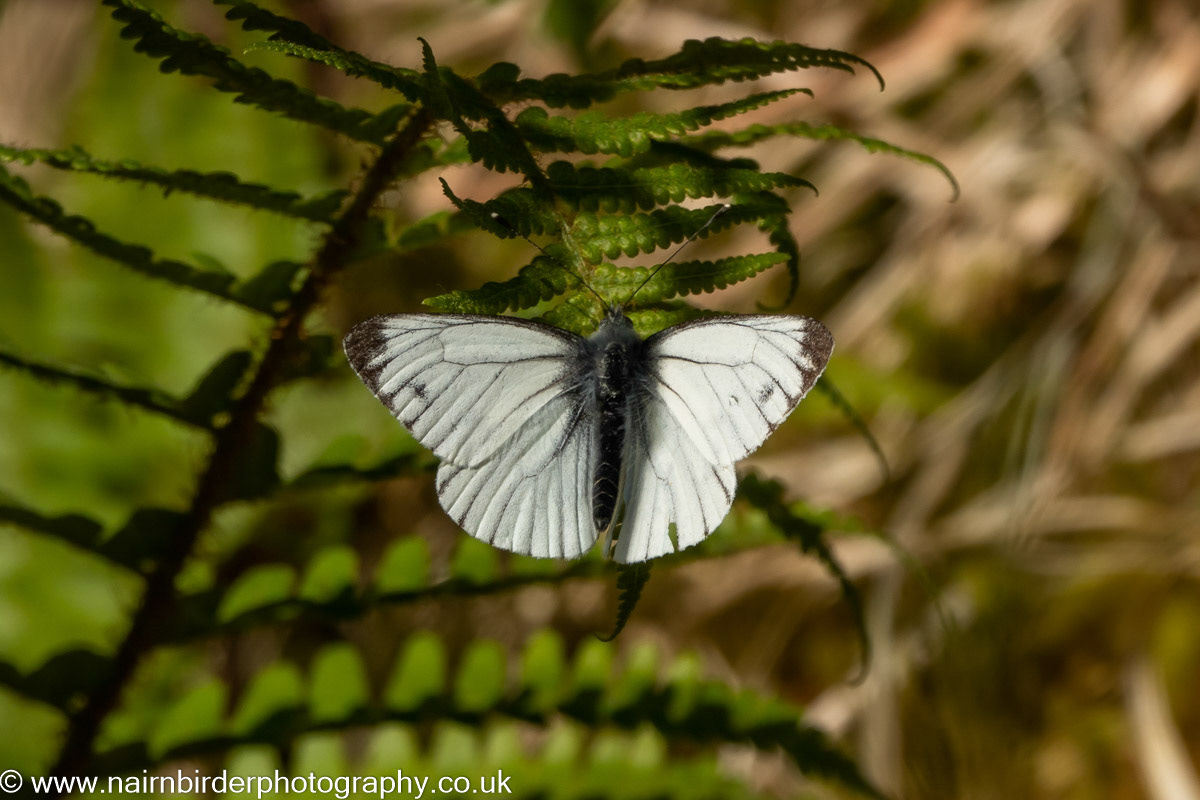 Small White Butterfly