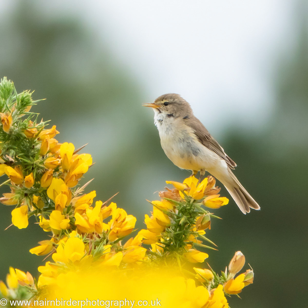 Willow Warbler singing atop a gorse bush at Whiteness