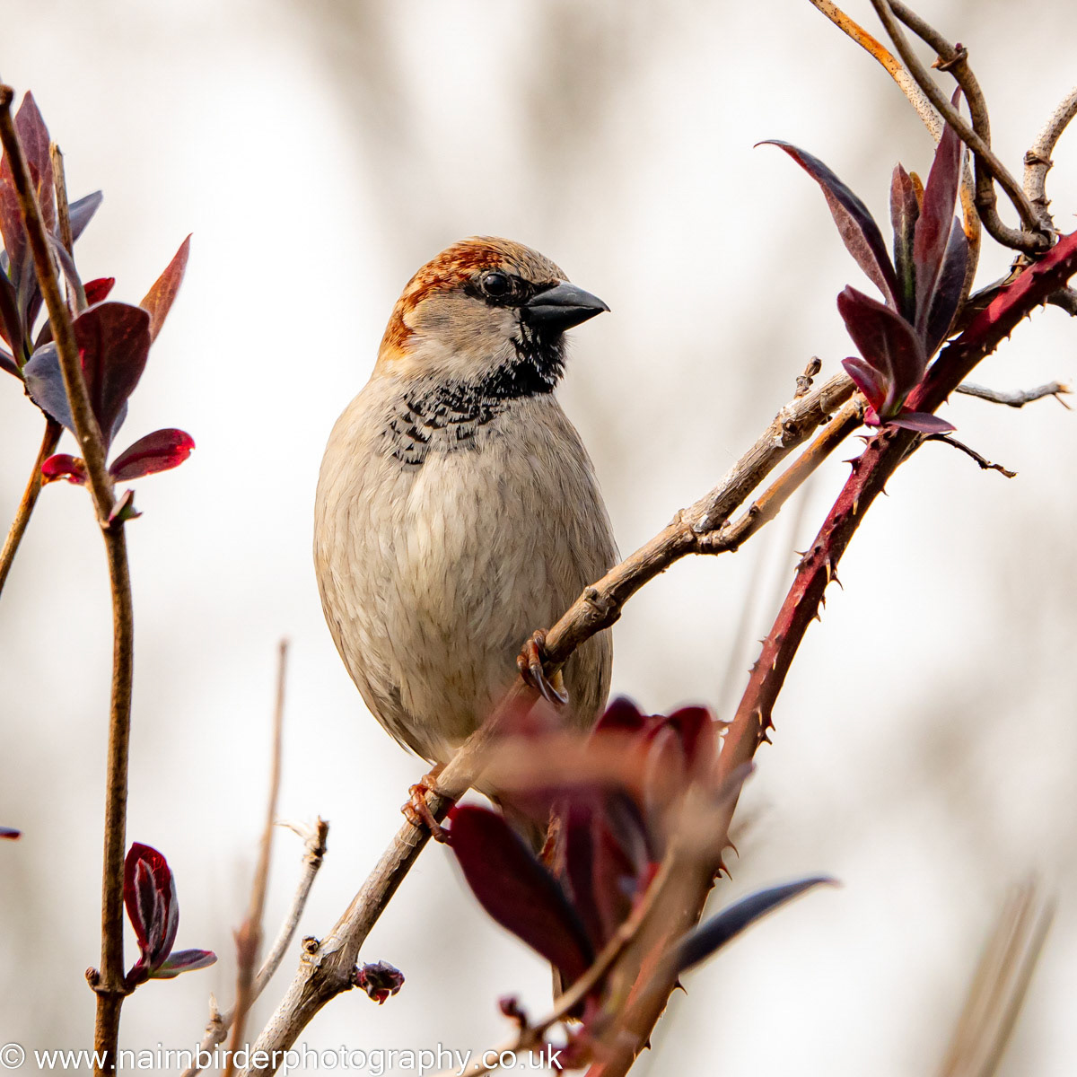 House Sparrow