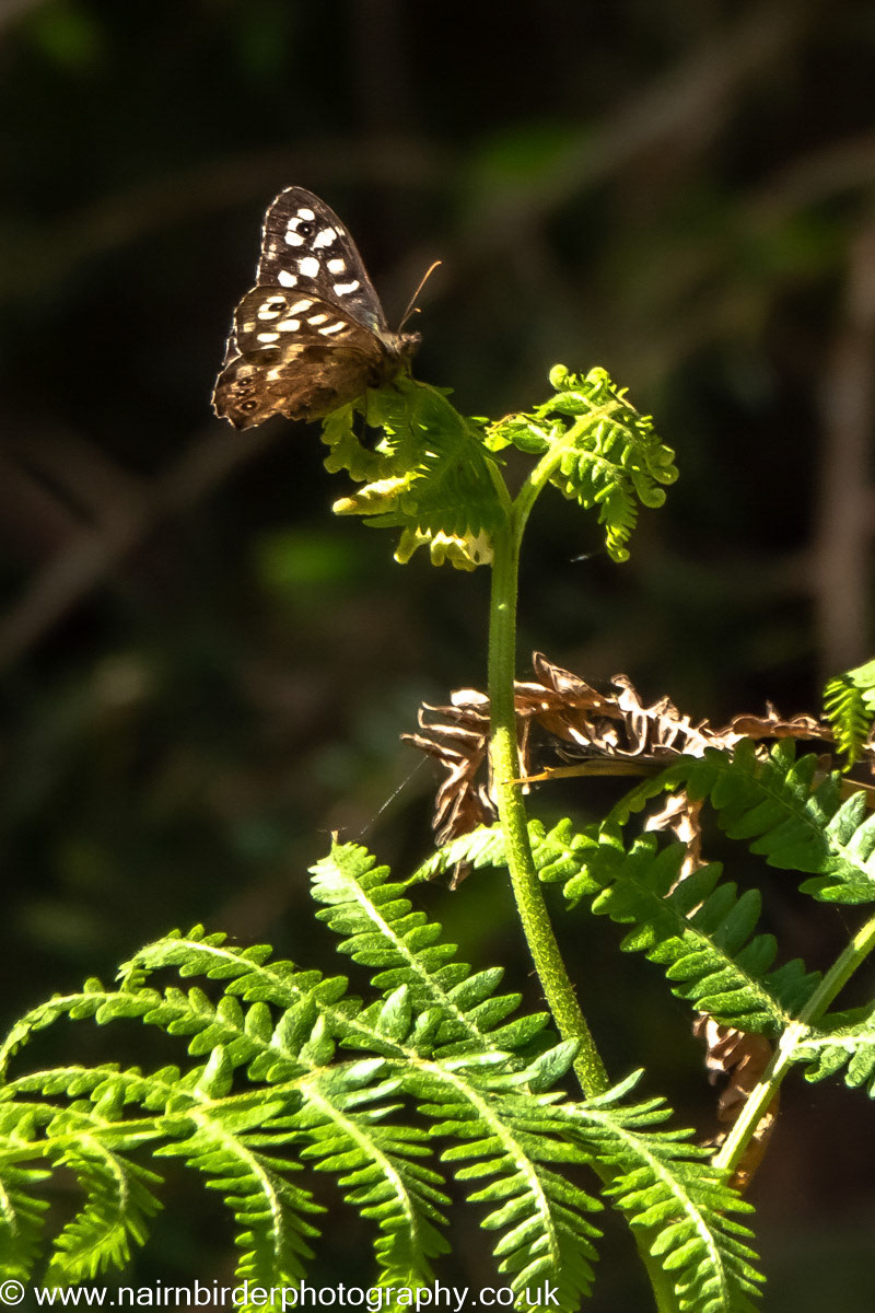 Speckled Wood Butterfly at Lethen