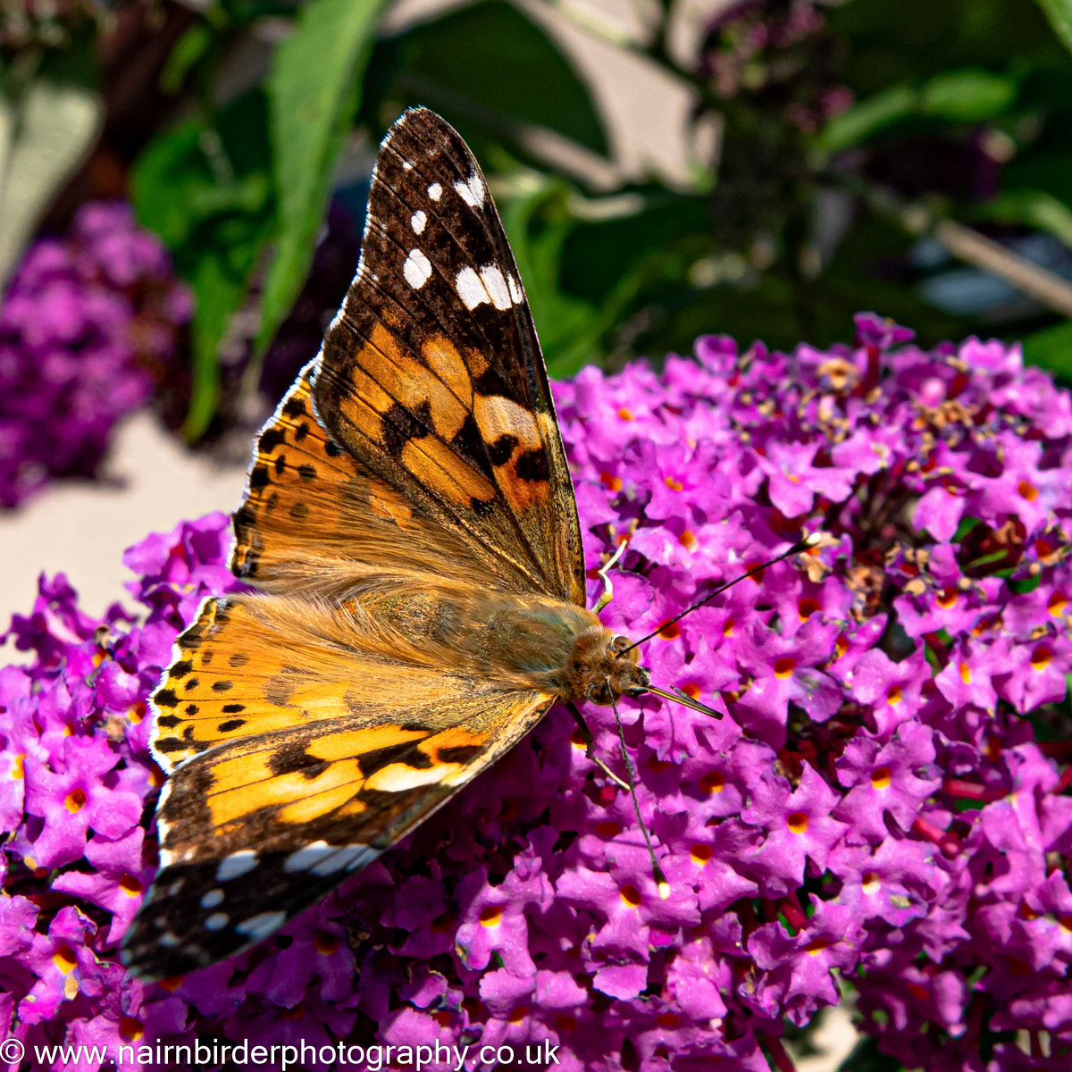 Painted Lady Butterfly
