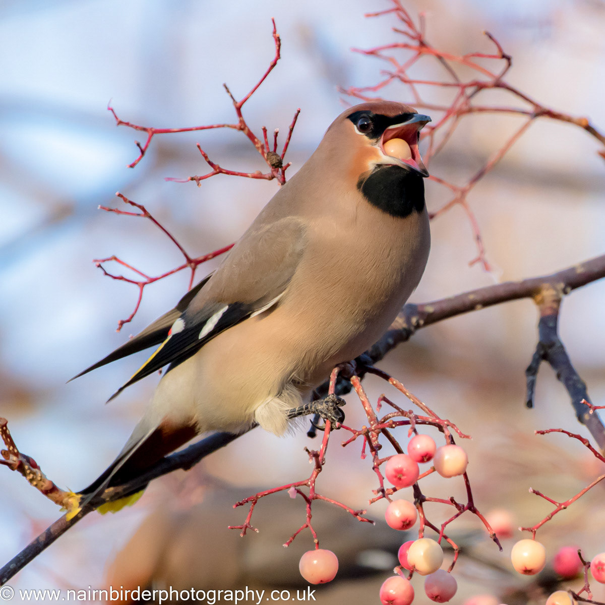 Waxwing feeding in Nairn