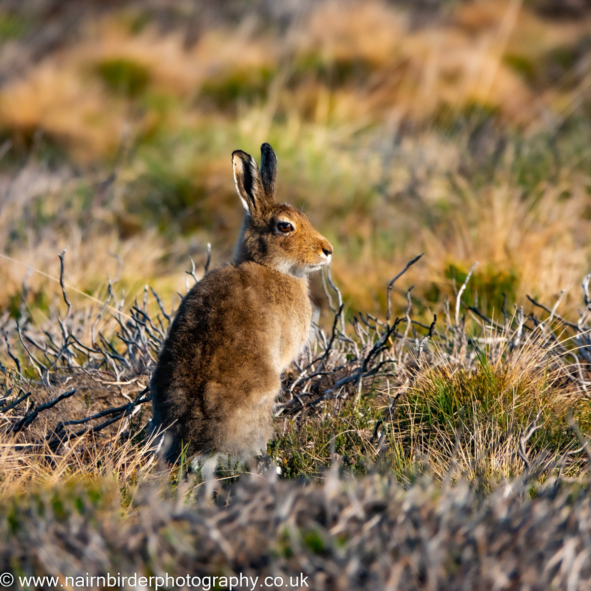 Hare at Lochindorb