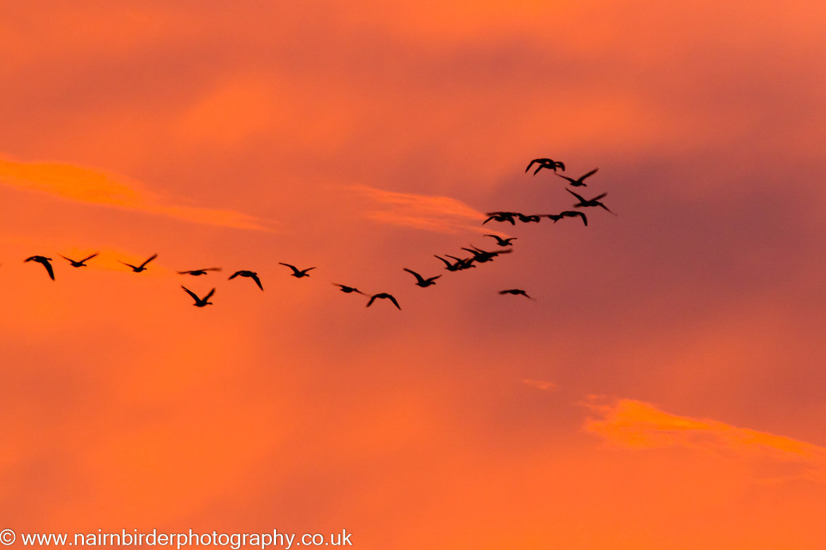 Pink-footed Geese in the Nairn sunrise