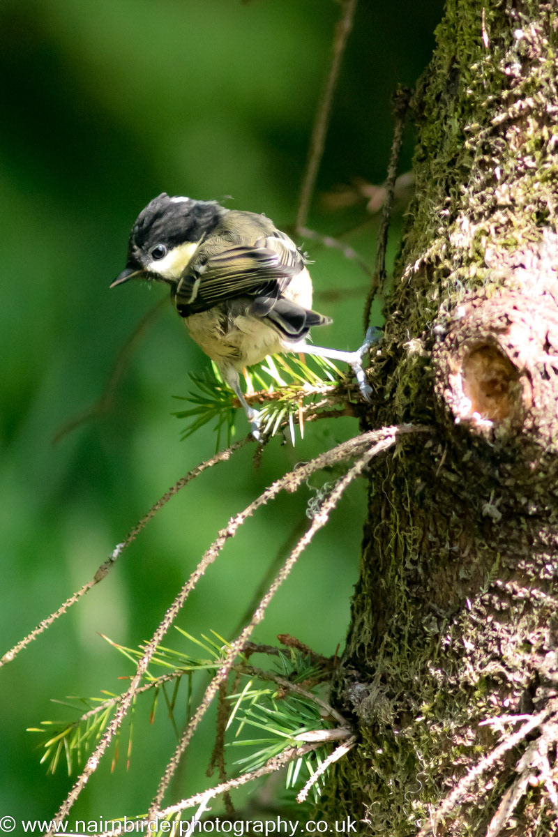 Coal Tit on Mull