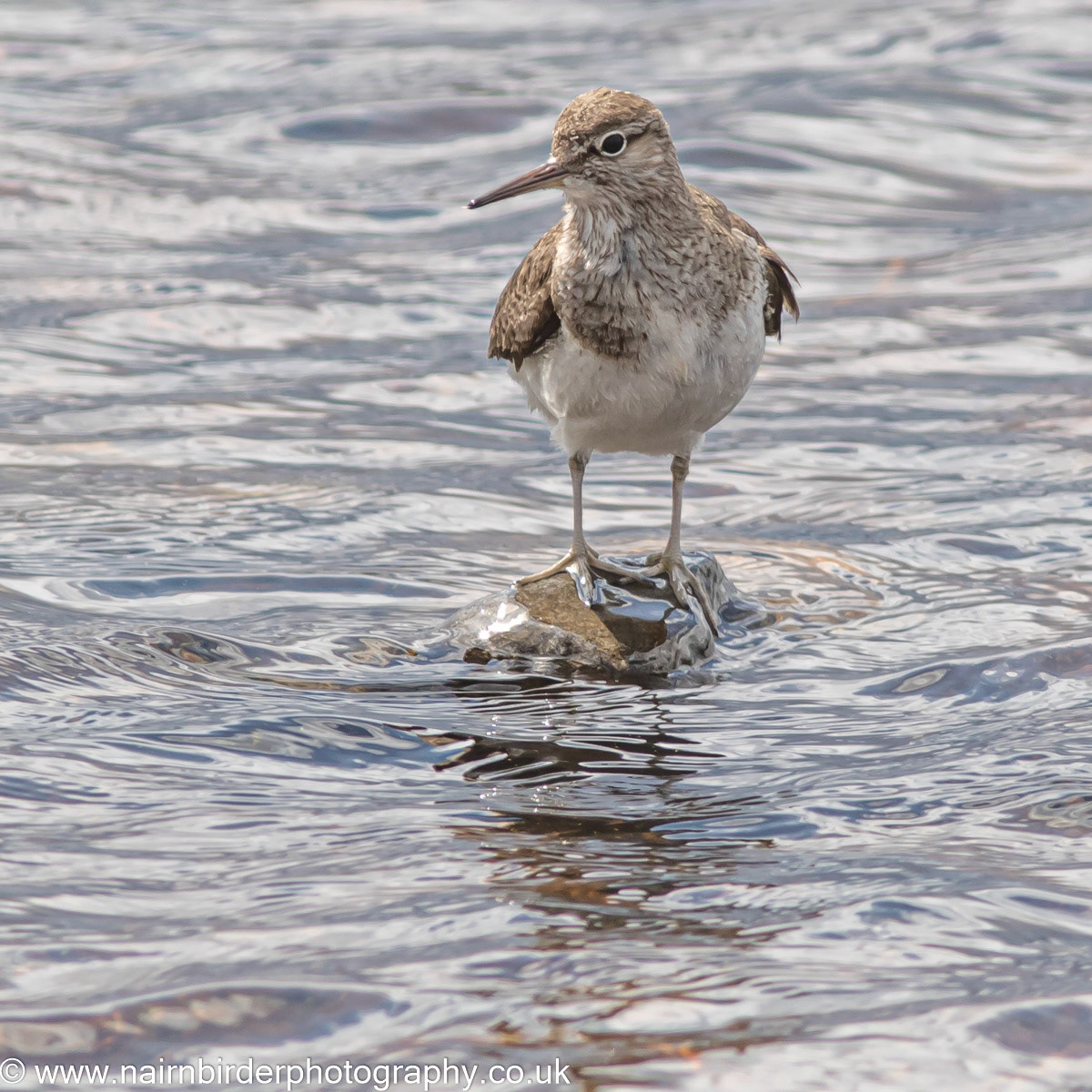 Common Sandpiper at Lochindorb