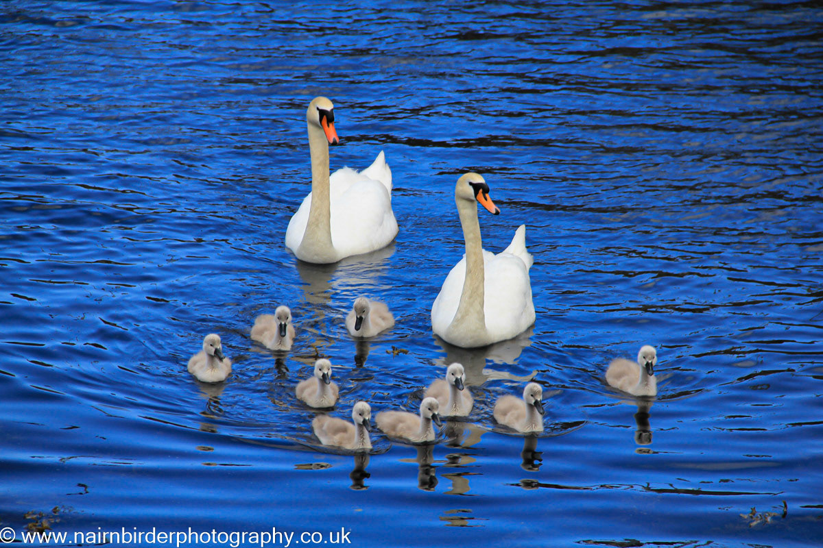 Swan family at Nairn Harbour
