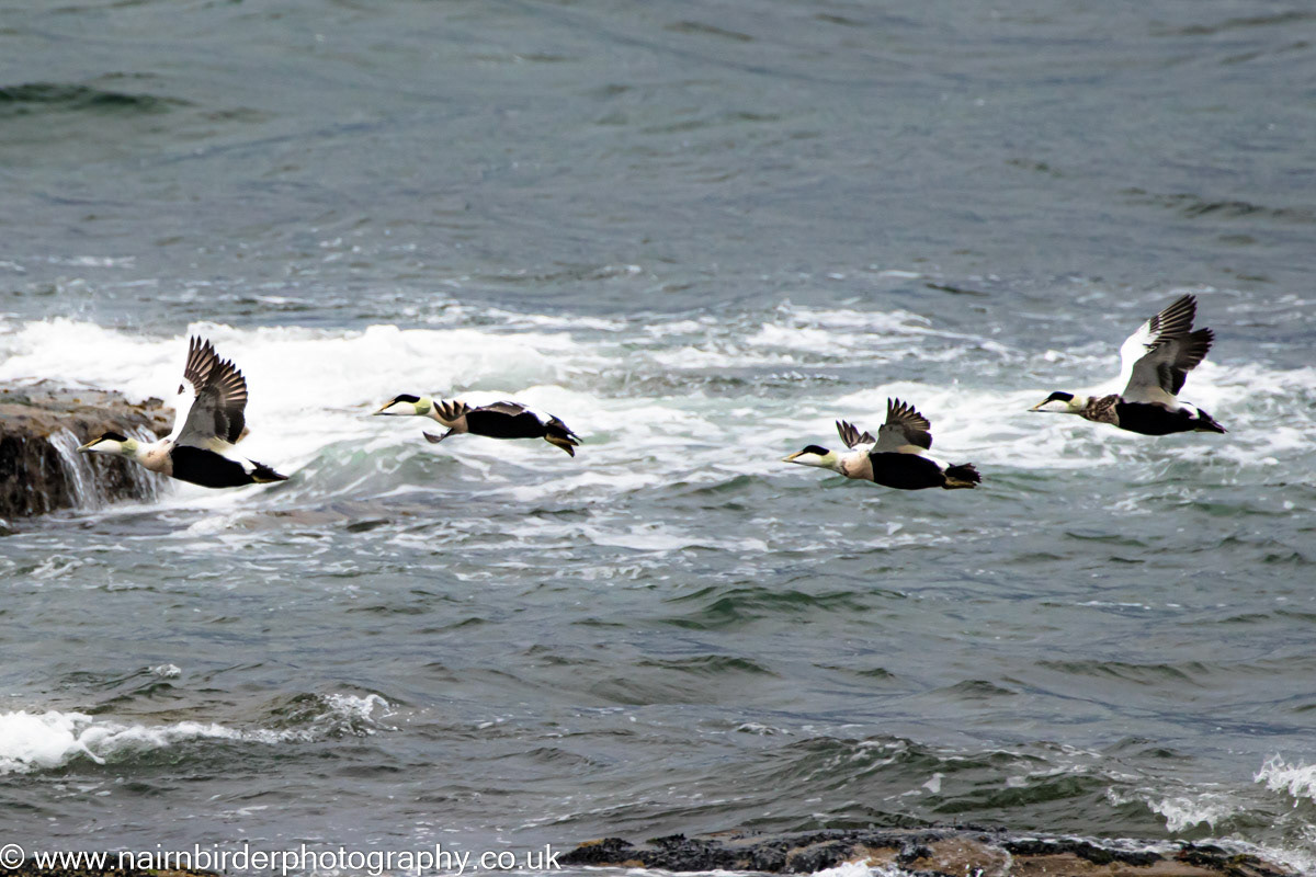 Eider Ducks along the Firth at Nairn