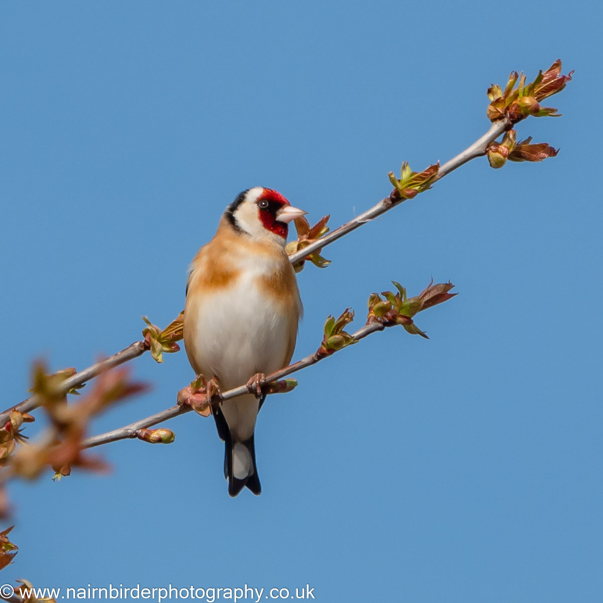 Goldfinch on a Nairn garden