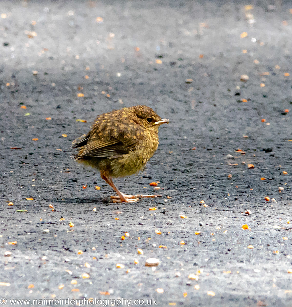 Wren chick at Braemar