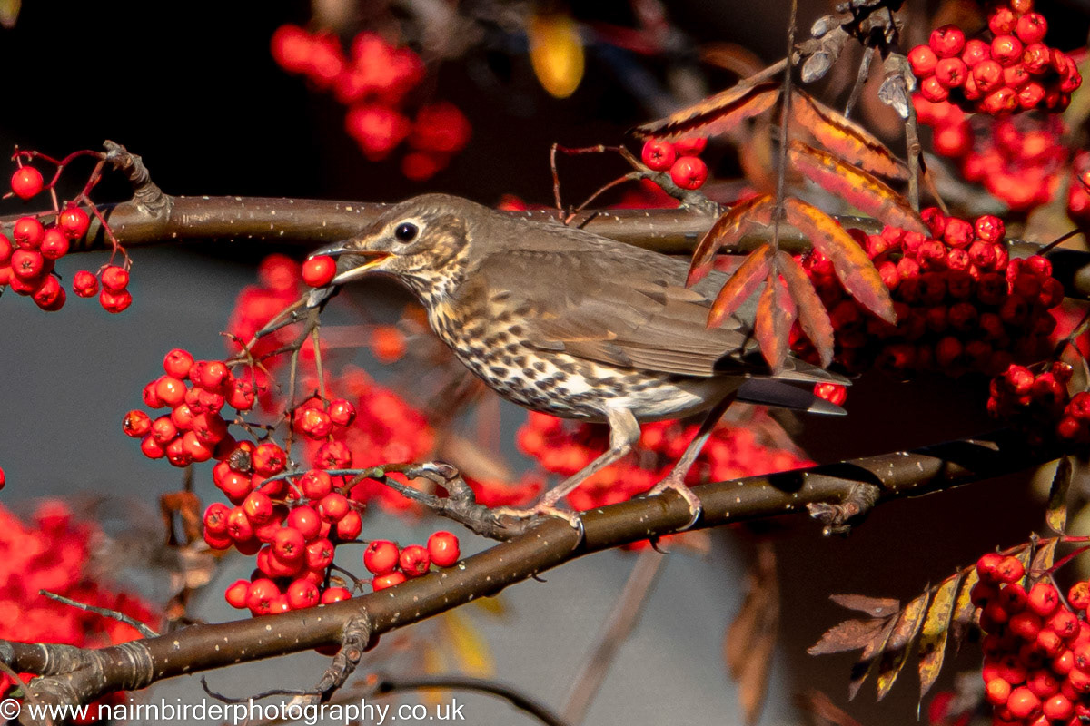 Song Thrush in a Nairn garden